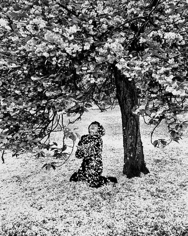 Cerisier Japonais на фото Edouard Boubat, Япония, 1983 год