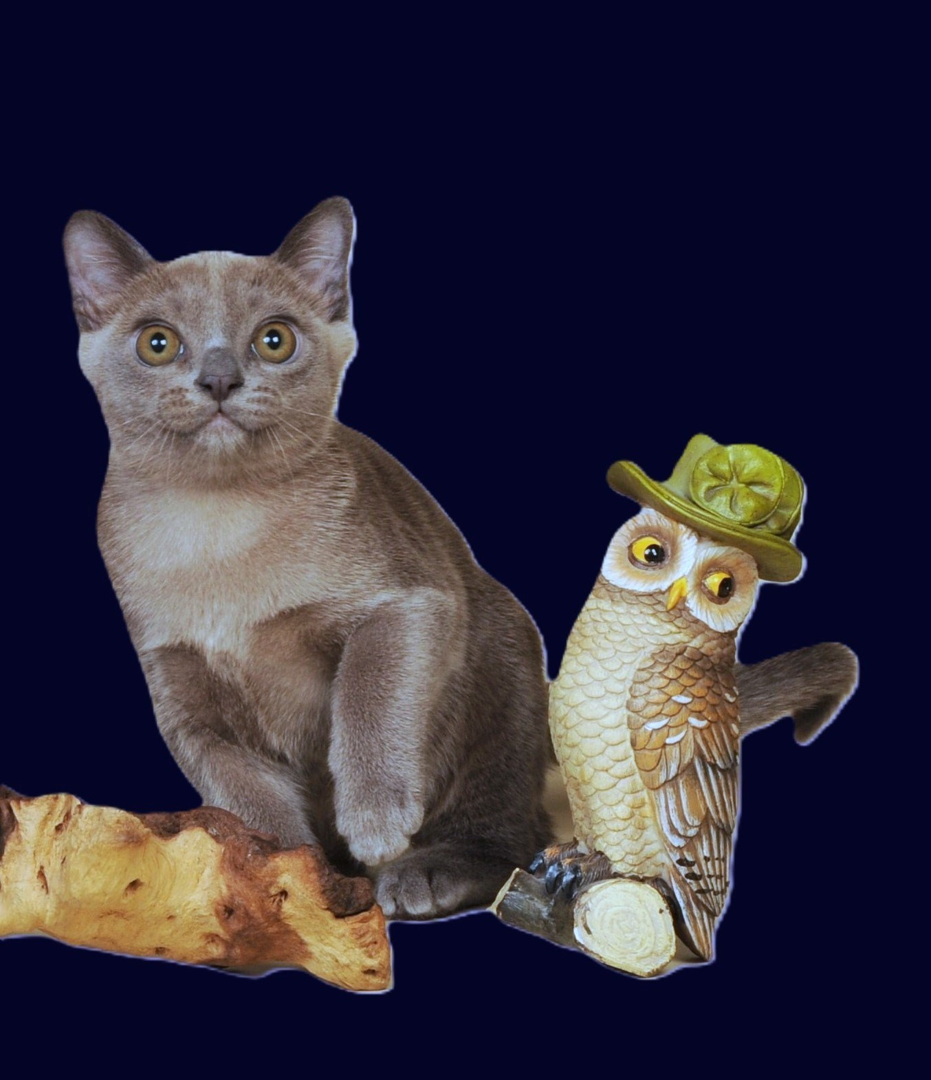 Котёнок американской бурмы. Las Burmas — питомник американской бурмы традиционных линий