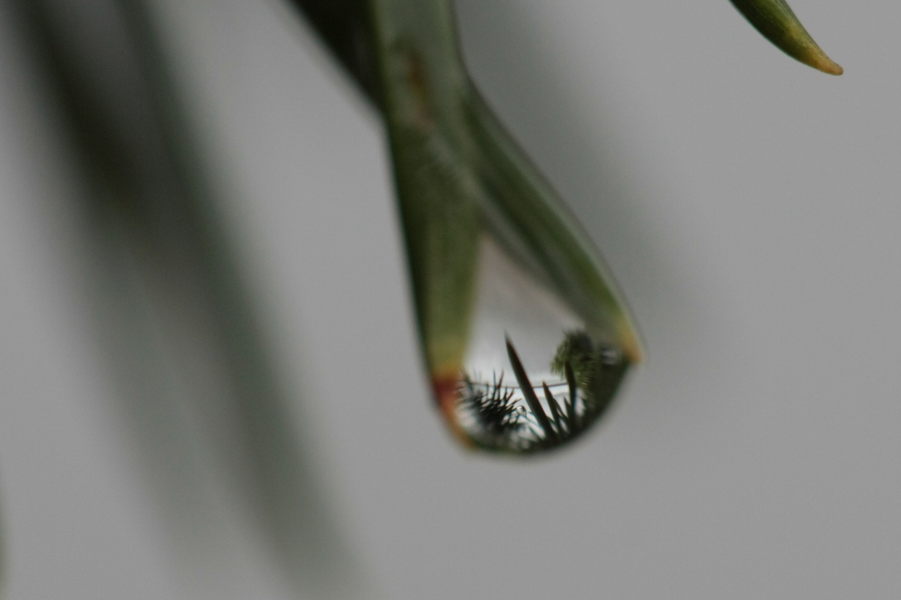весь мир отражен в капле воды, фото отражения пространства сквозь каплю воды которая находится на конце двух иголок сосны