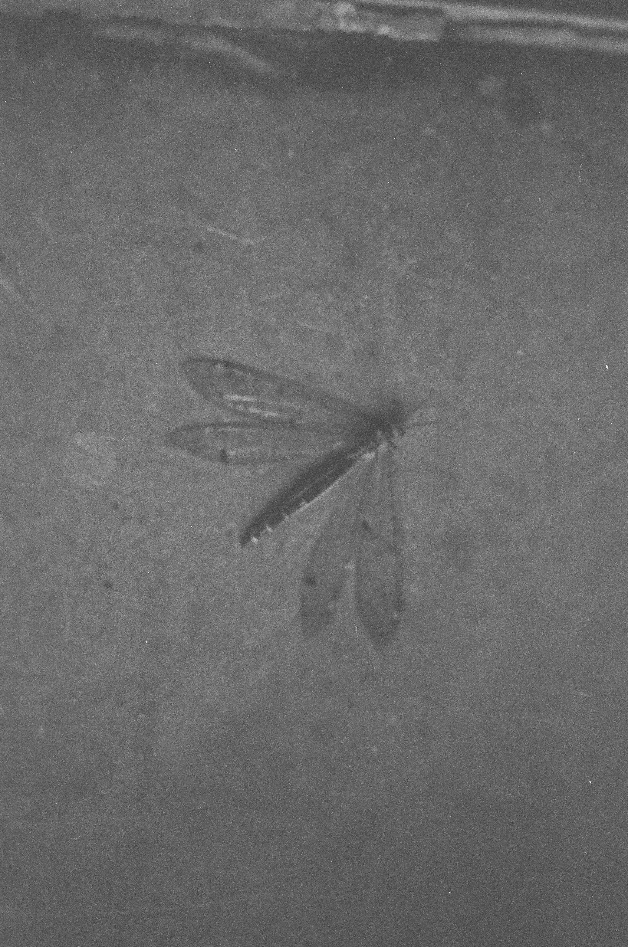 Photographer Tbilisi