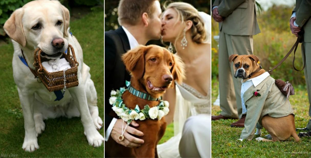 Свадебная церемония: что необходимо учесть?. Свадебный фотограф Евгения Фролова г. Каменск-Шахтинский, Донецк, Ростов