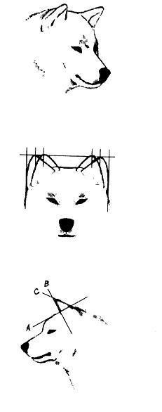 О ПОРОДЕ СИБА-ИНУ. SHIOMARU Питомник сиба и акита-ину