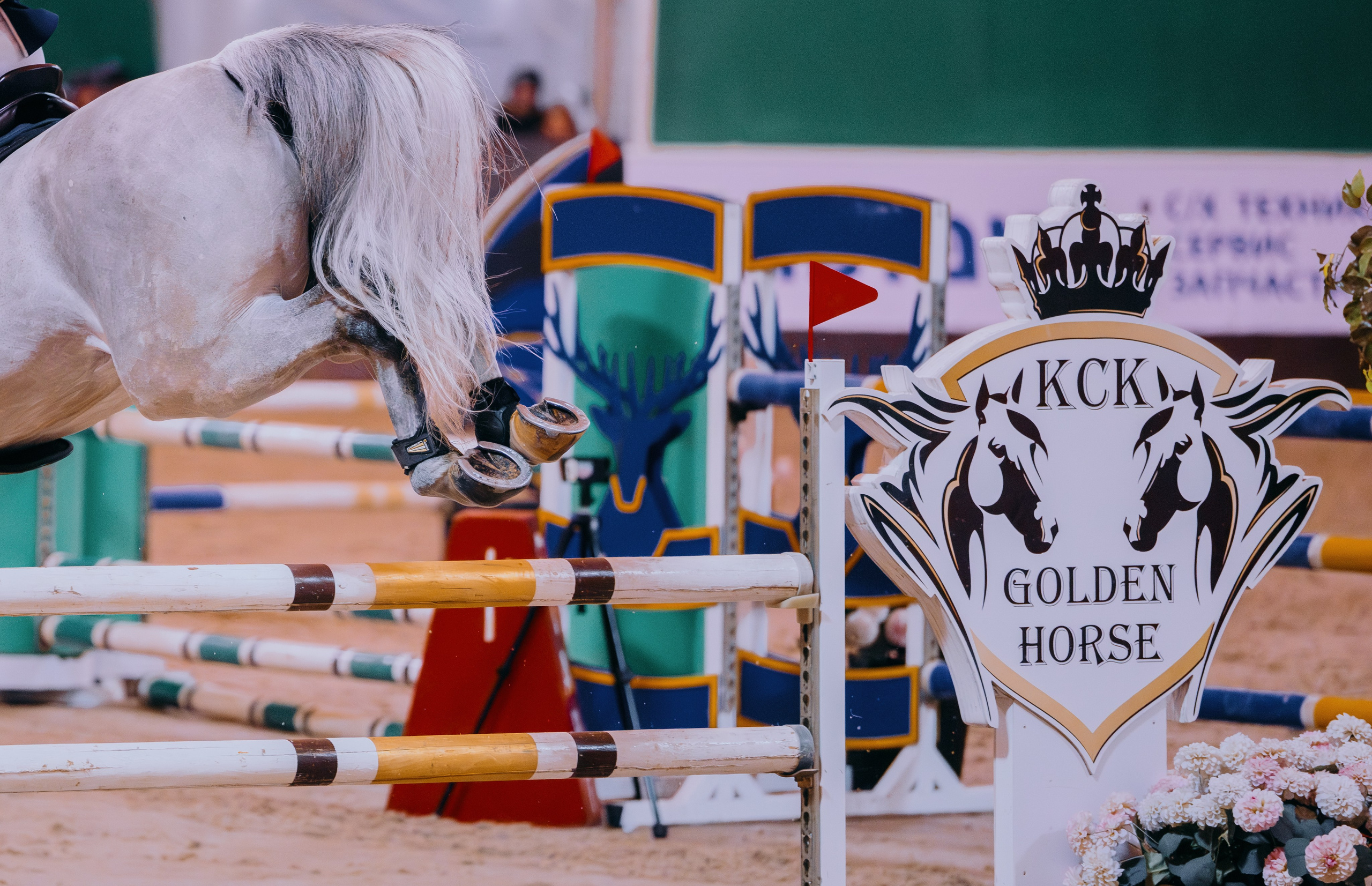 Турниры. Фотограф-анималист Ксендзова Кристина