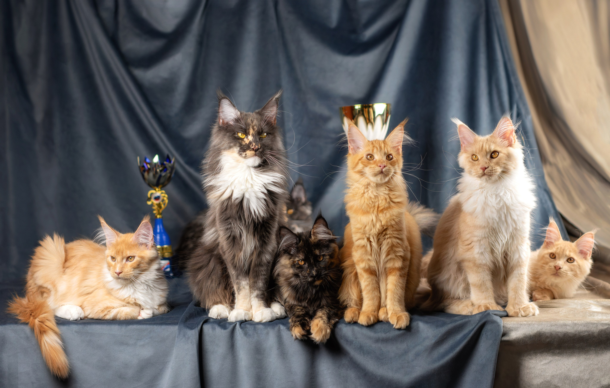 Стоимость фотосъемки кошки. Фотограф-анималист Юлия Зубкова