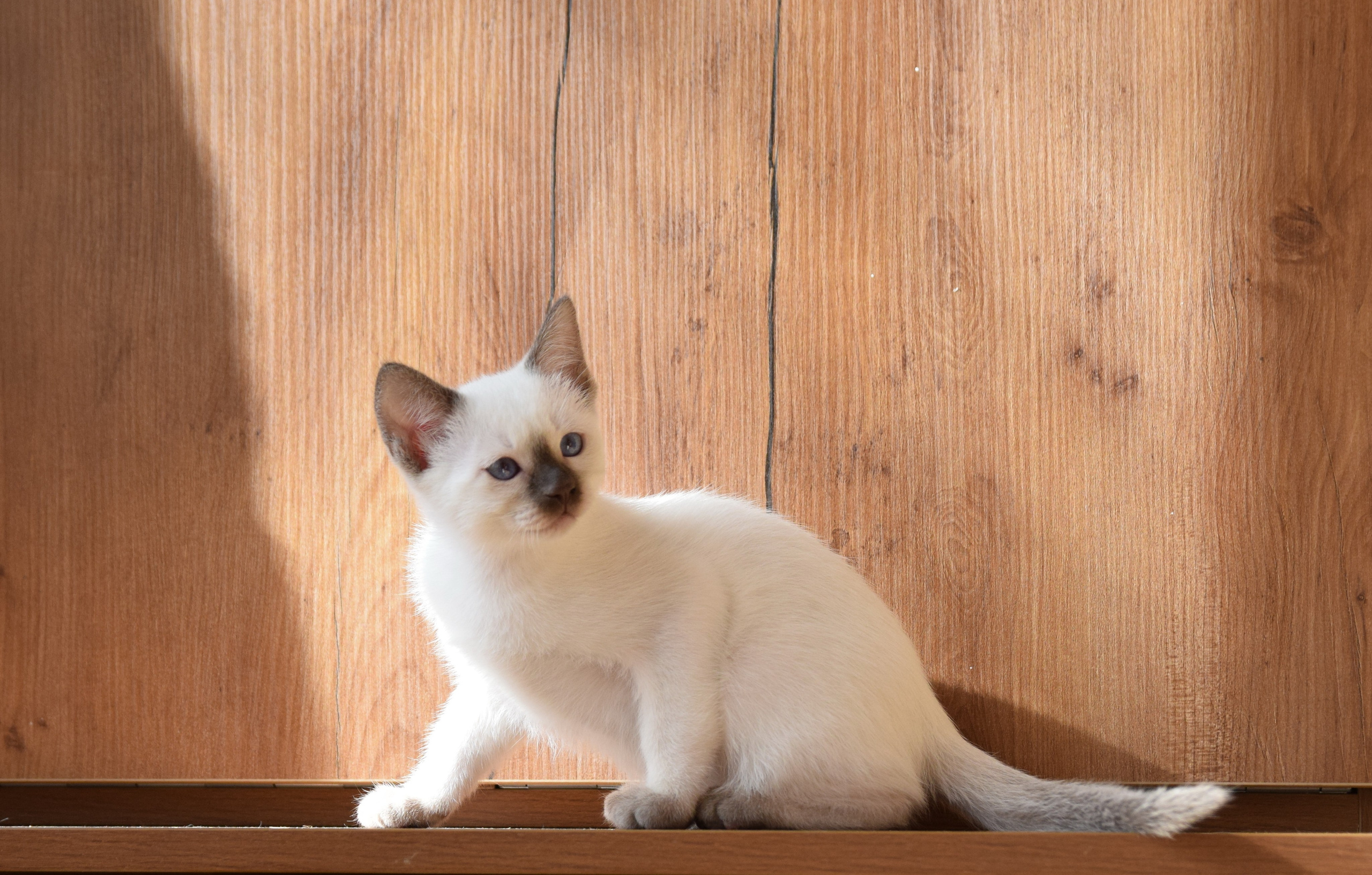 Котята. Питомник тайских кошек в Санкт-Петербурге Noyland