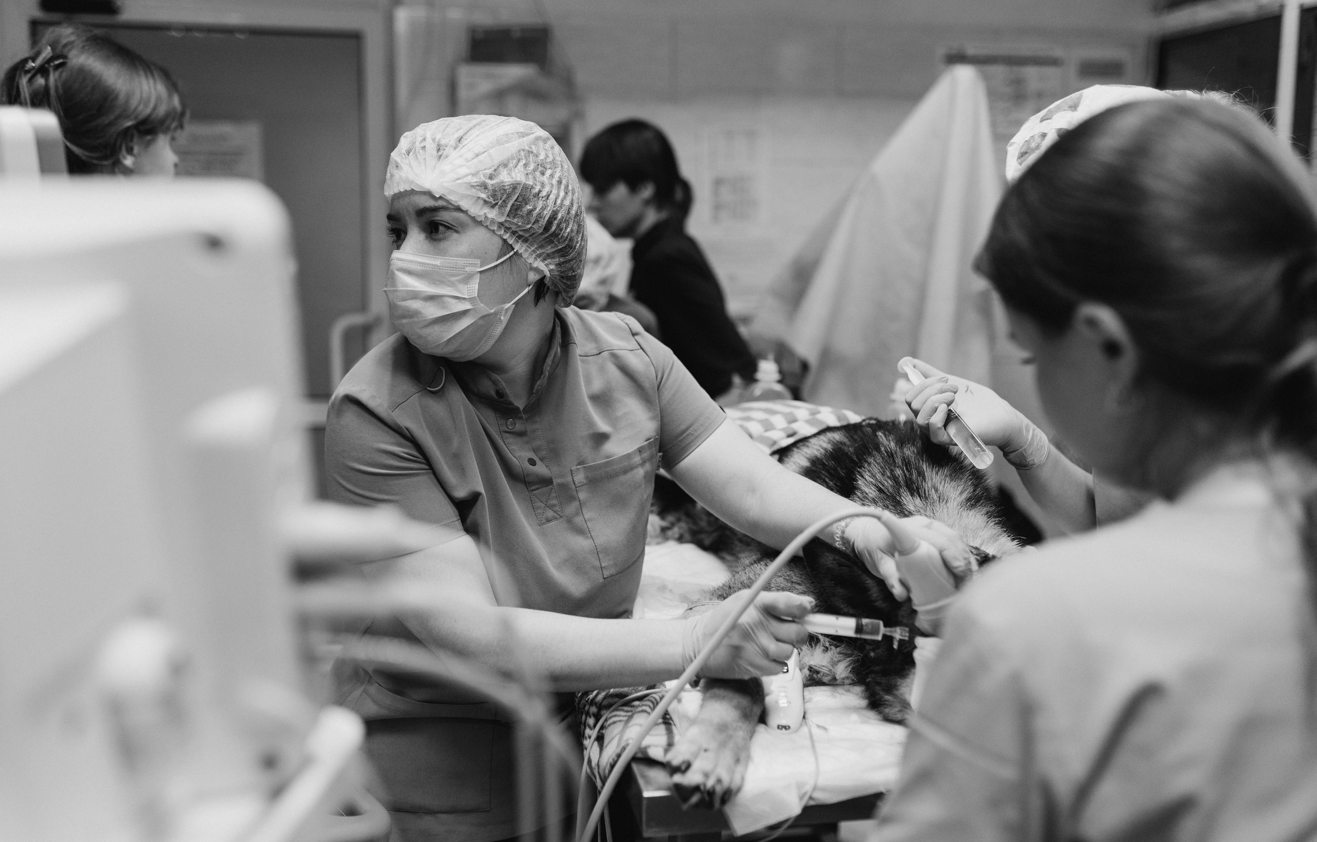 VetLife. Татьяна Афонина | Фотограф