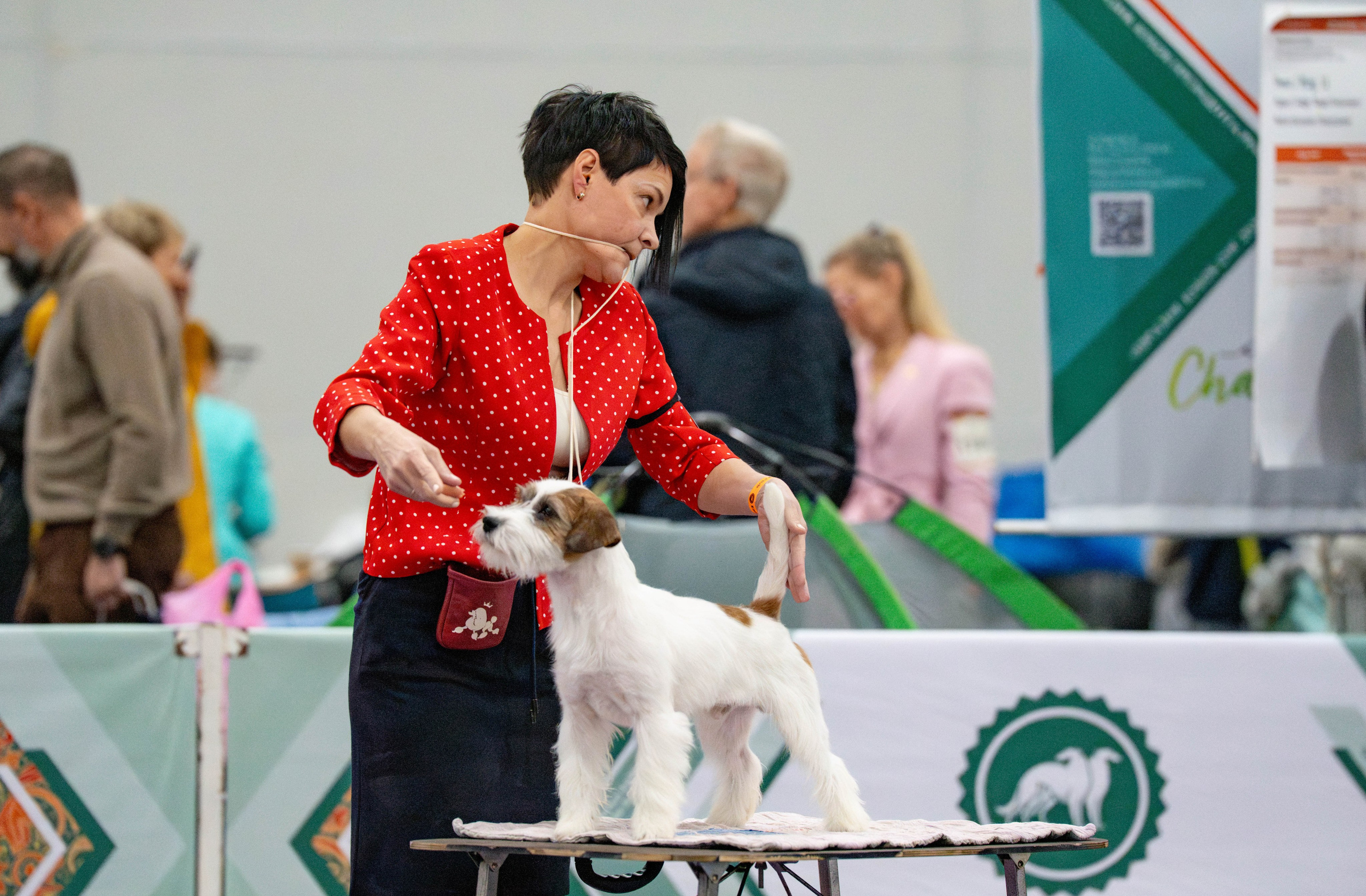 Еаразия-2025. «Кубок Президента РКФ 2025» и «Евразия. Кубок СНГ 2025». CANE MAESTRO — kennel Jack Russell Terrier