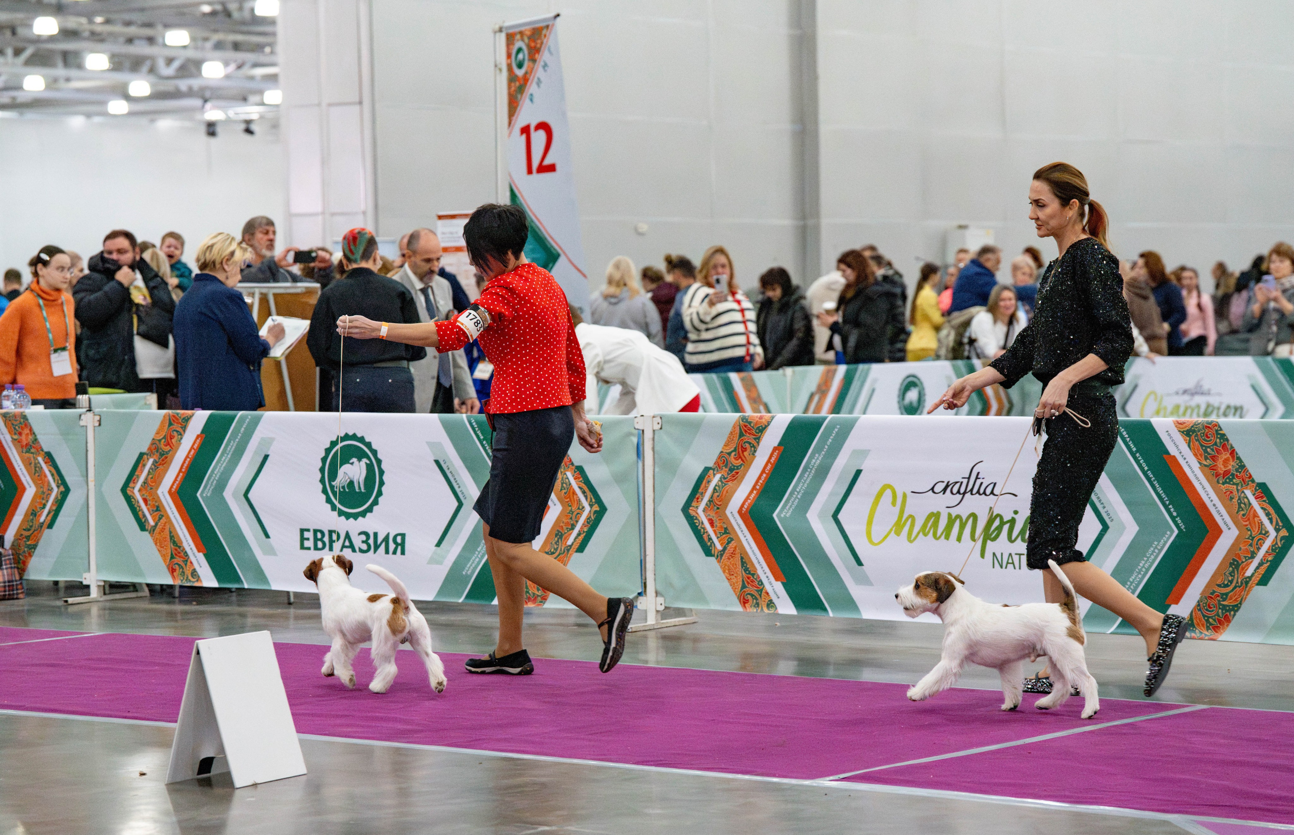 Еаразия-2025. «Кубок Президента РКФ 2025» и «Евразия. Кубок СНГ 2025». CANE MAESTRO — kennel Jack Russell Terrier