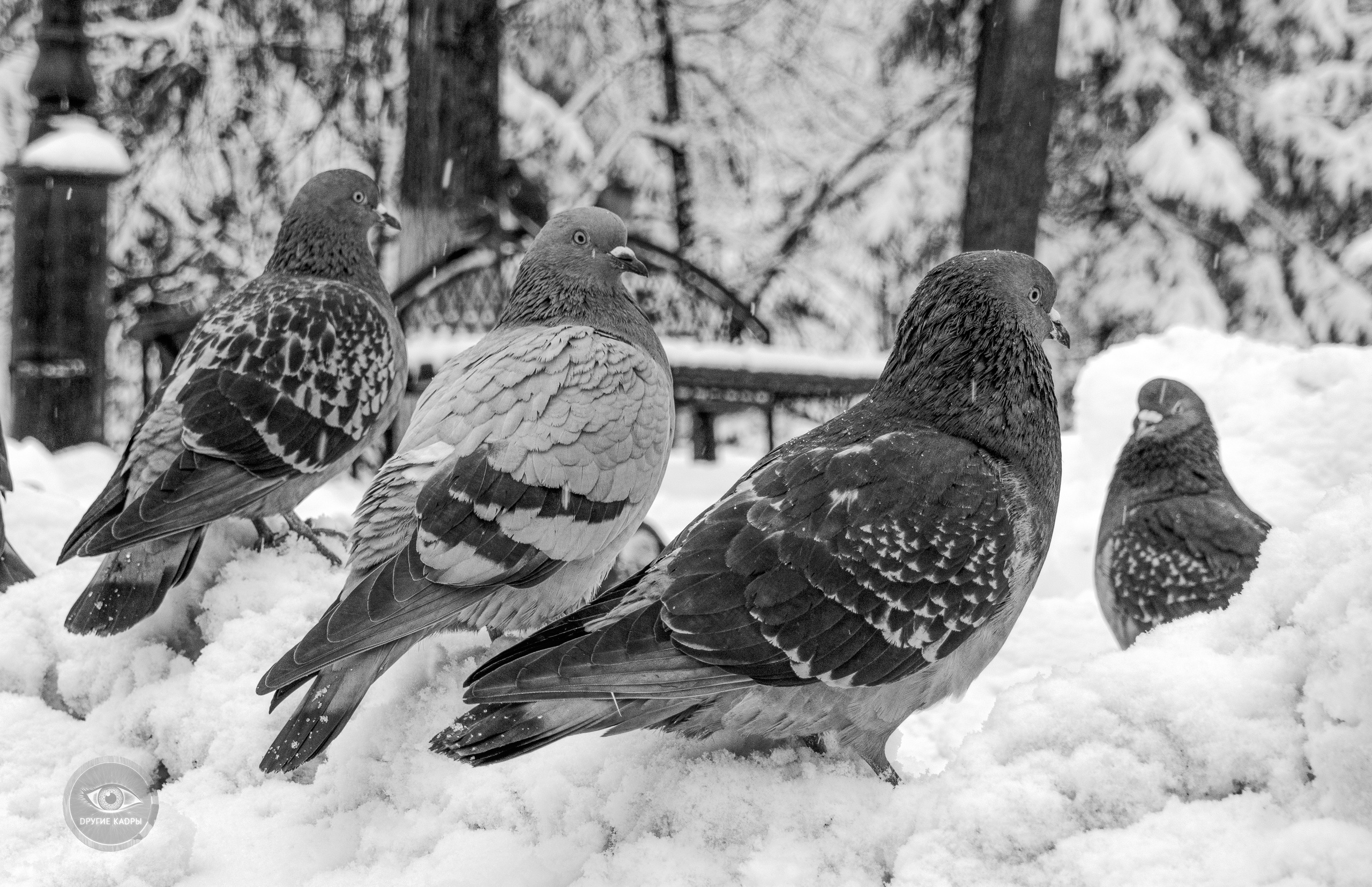 Мартовский снегопад и заторможенные голуби