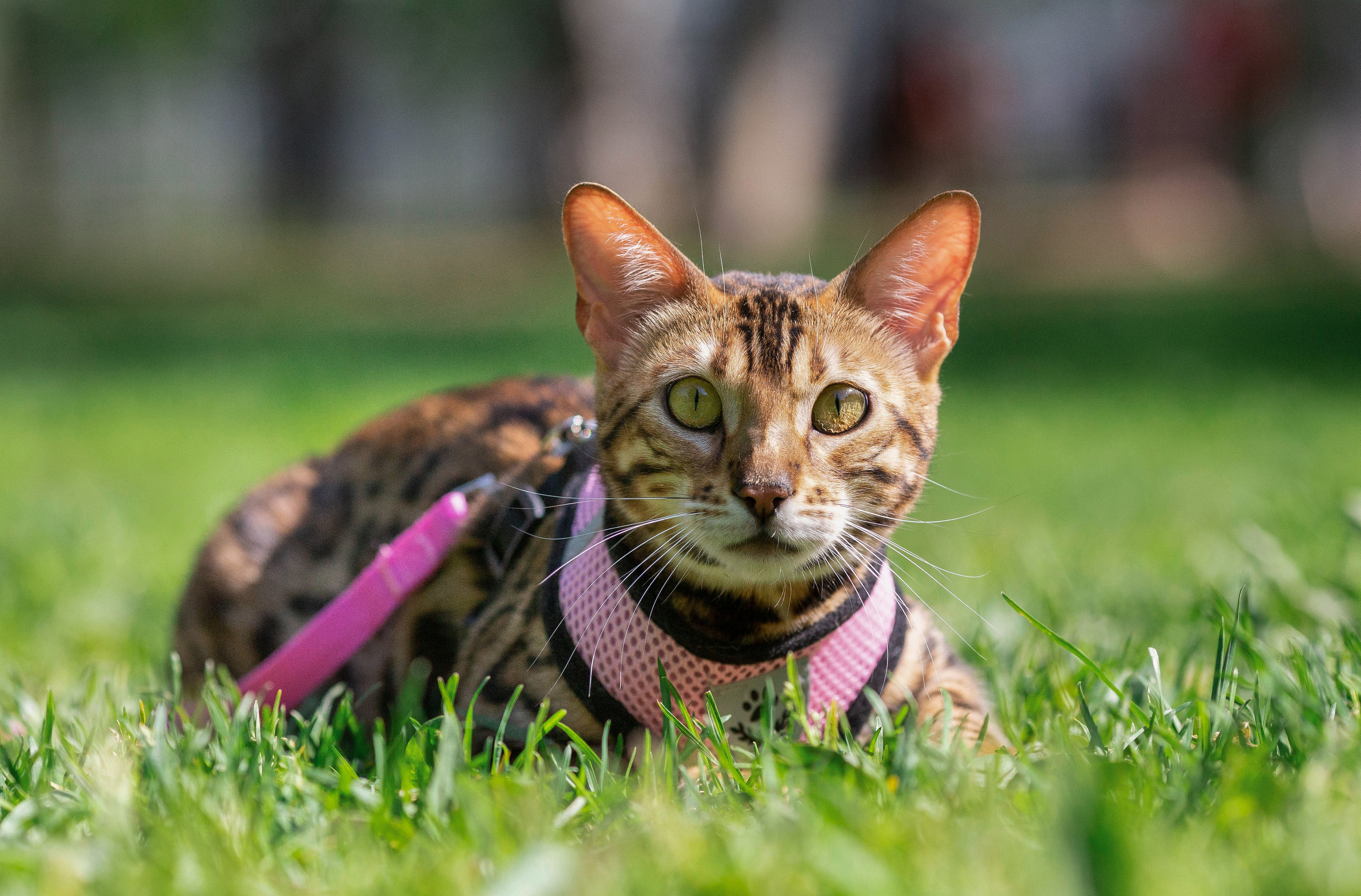 Прайс. Фотограф Анималист в Перми Анастасия Остерман