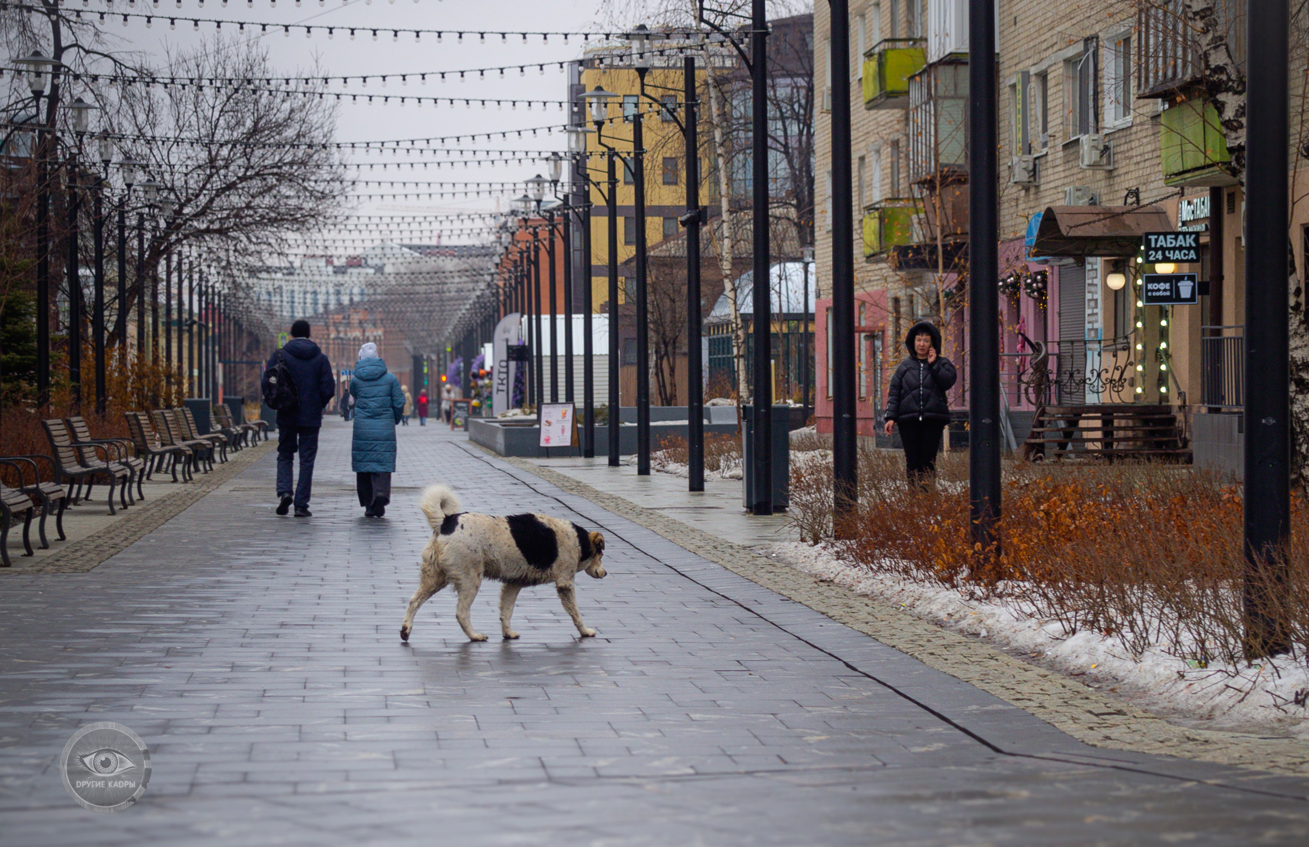 Бродячие собаки в центре города Тюмень