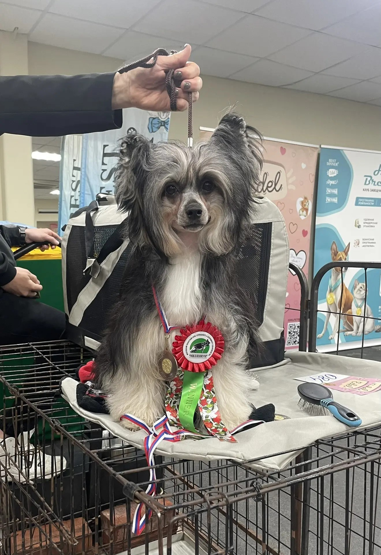 Grace at the exhibition in Zvenigorod. Poale Ell Chinese Crested Dog Kennel: Buy a puppy from the kennel