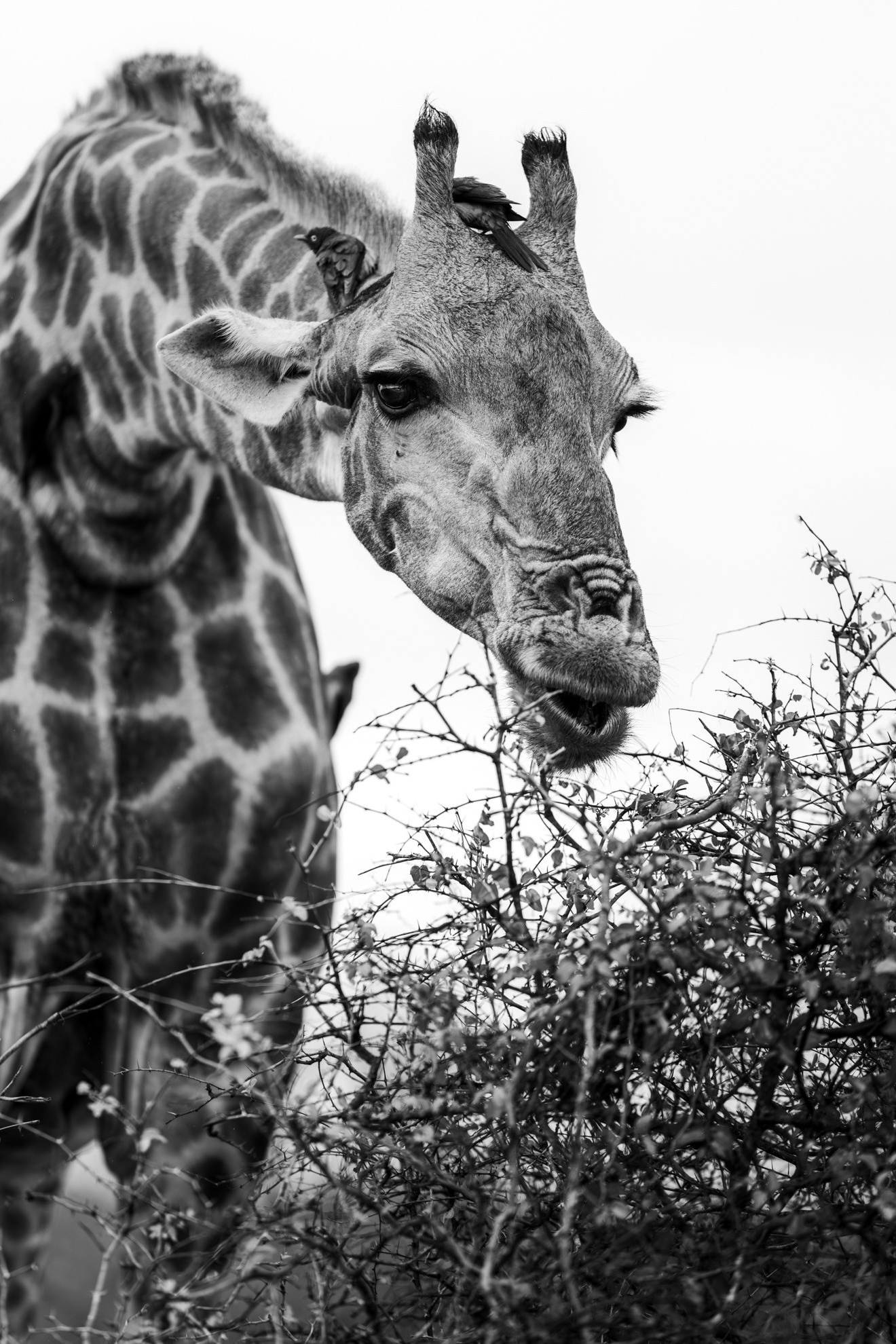 Гилярова Инна. ARTEXPOPHOTO