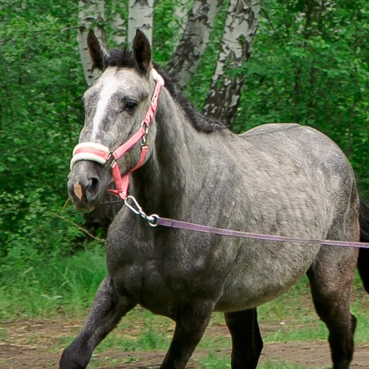 Жители «Анкор». Конные прогулки в клубе «Анкор» — Омск
