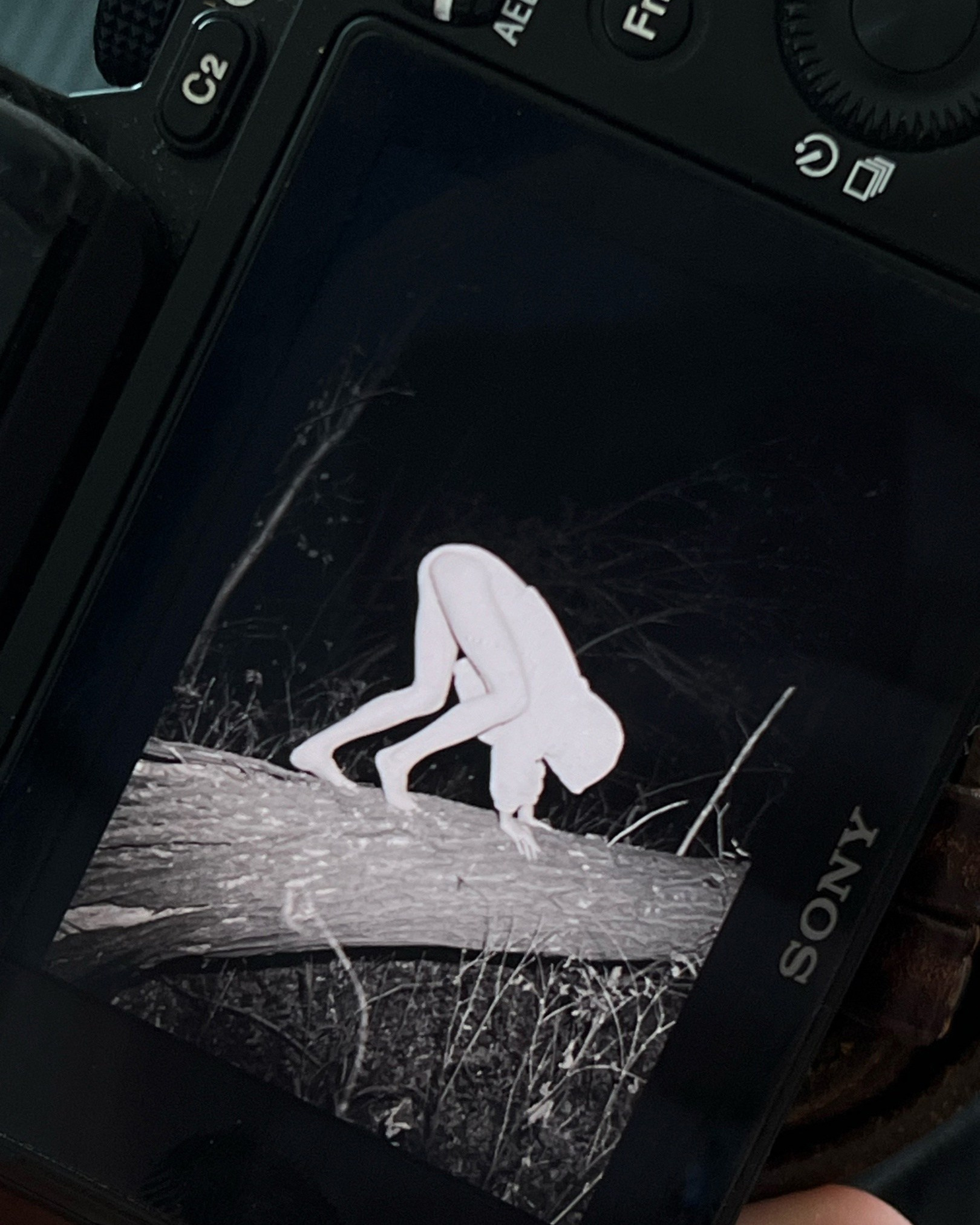 Медведи. Созданов Максим фотограф во Владивостоке