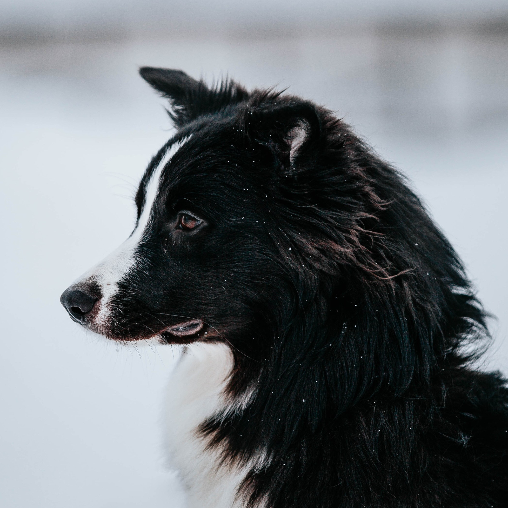 Наши собаки. BLGKV питомник собак