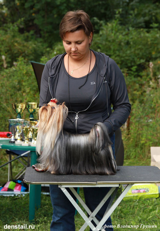 2013 г Результаты выставок. Питомник Йоркширских терьеров Дэнстайл в Санкт-Петербурге заводчик Тих