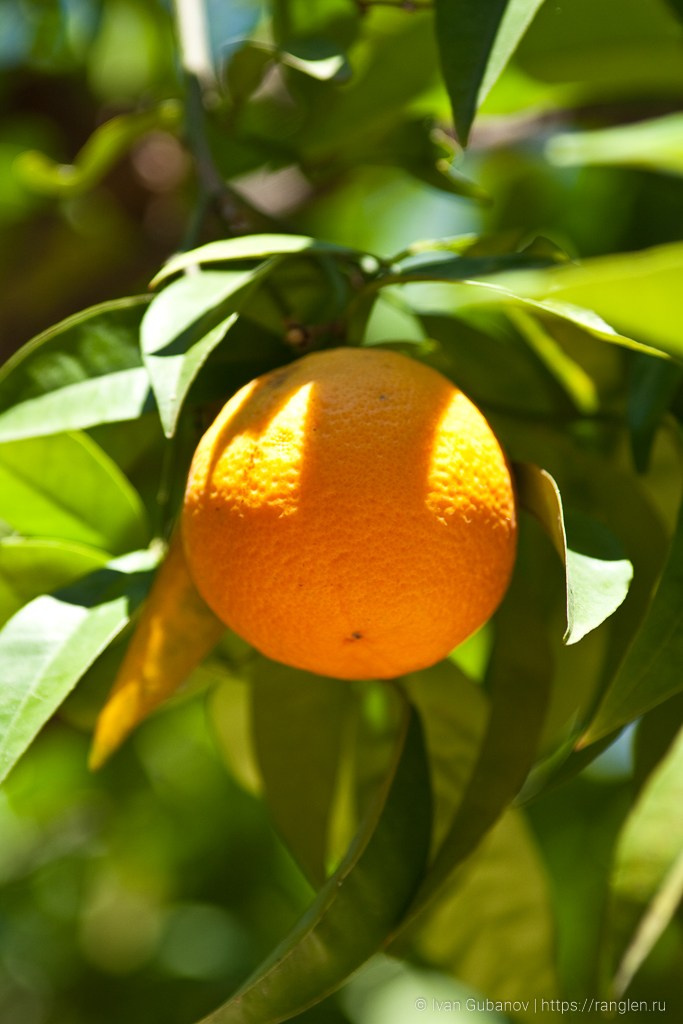 Испания. Часть 2. Барселона. Фотограф Иван Губанов