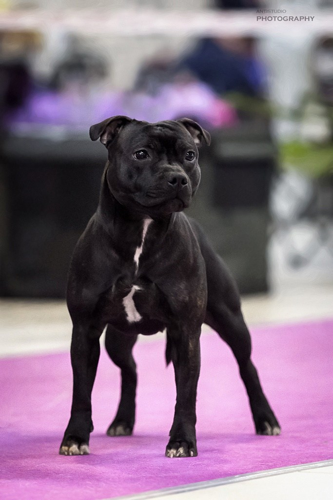 Тсахик. BLGKV питомник собак