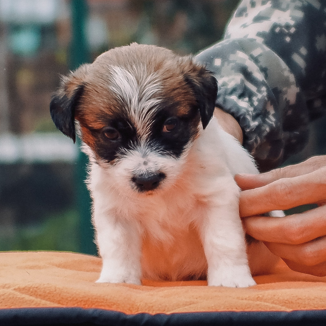 LITTER «A» 27/08/2025. CANE MAESTRO — kennel Jack Russell Terrier