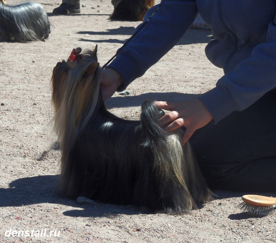 2014 г Результаты выставок. Питомник Йоркширских терьеров Дэнстайл в Санкт-Петербурге заводчик Тих