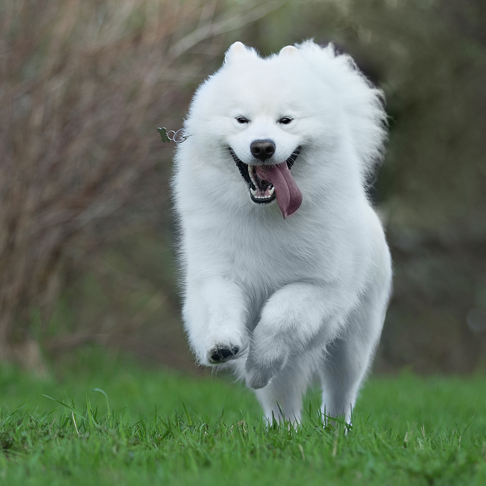 Хендлинг Самоед