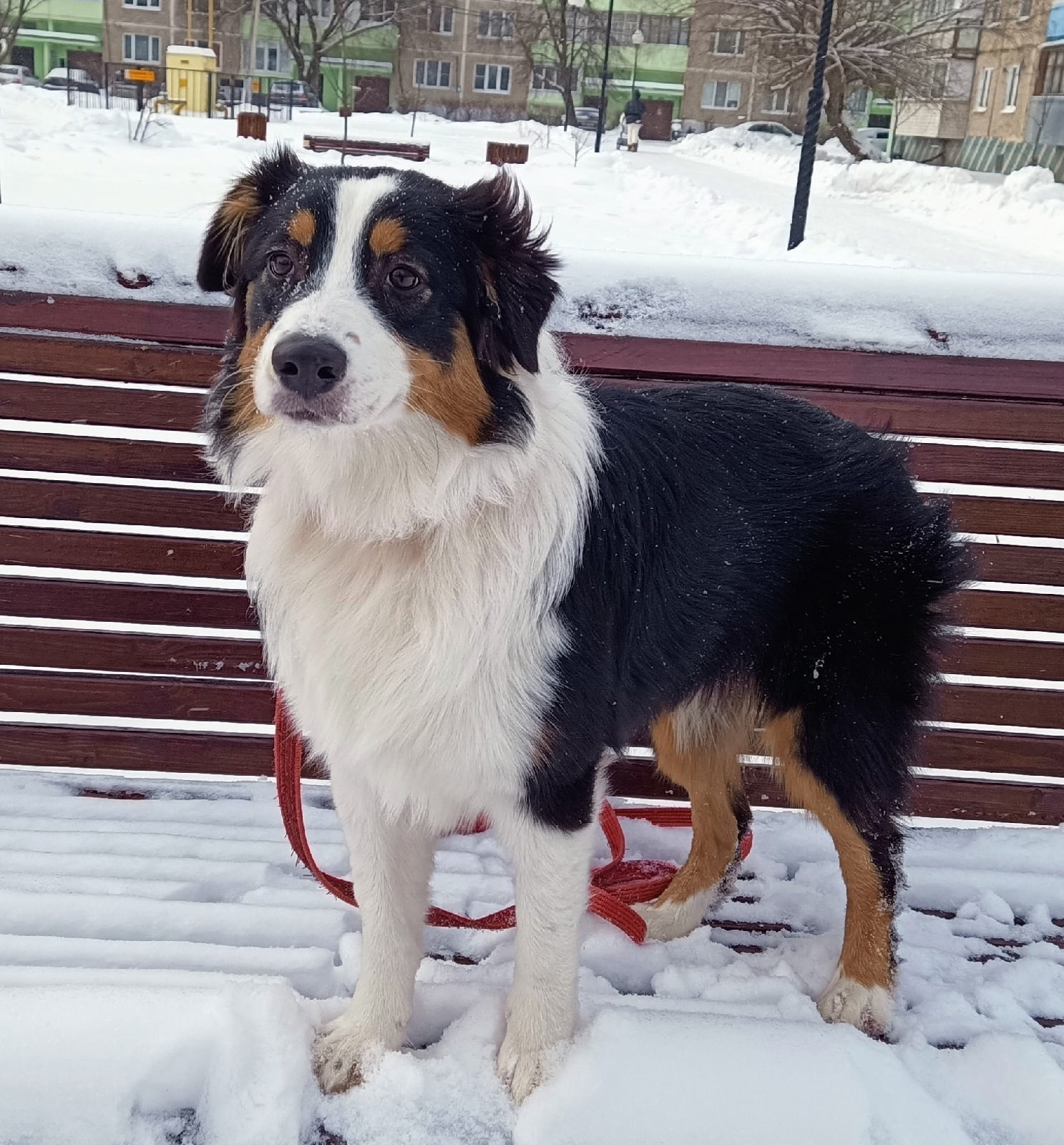 Рыся. BLGKV питомник собак