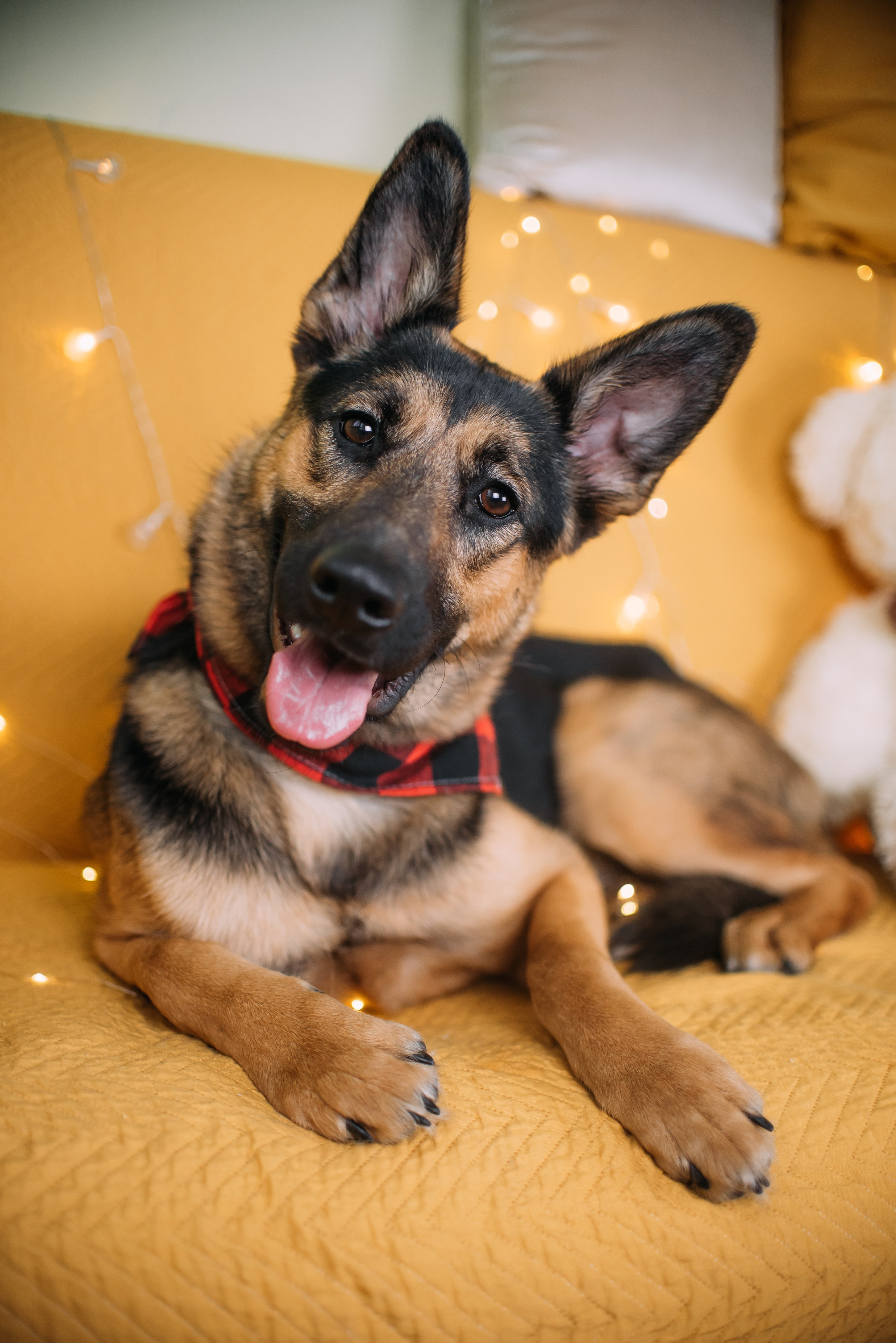 Животные на пристройство. Фотограф-анималист Валерия, Москва, Мытищи