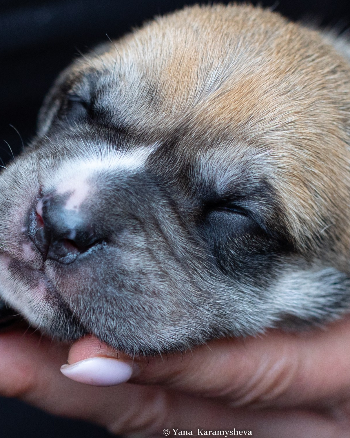 Yana Karamysheva Animal Photo