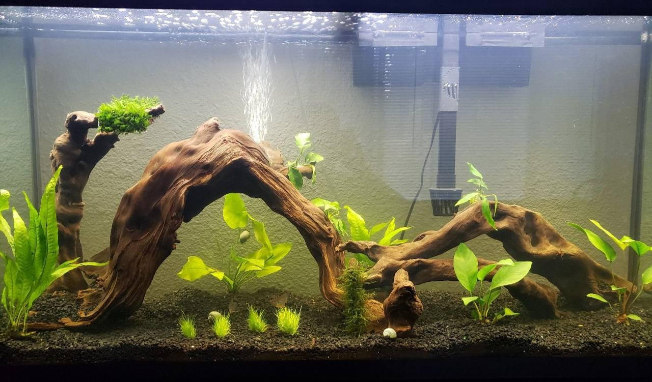 Аквариумы Дмитрия Бондаренко. Аквариумист Максим Ерёмин. Aqua Maxim