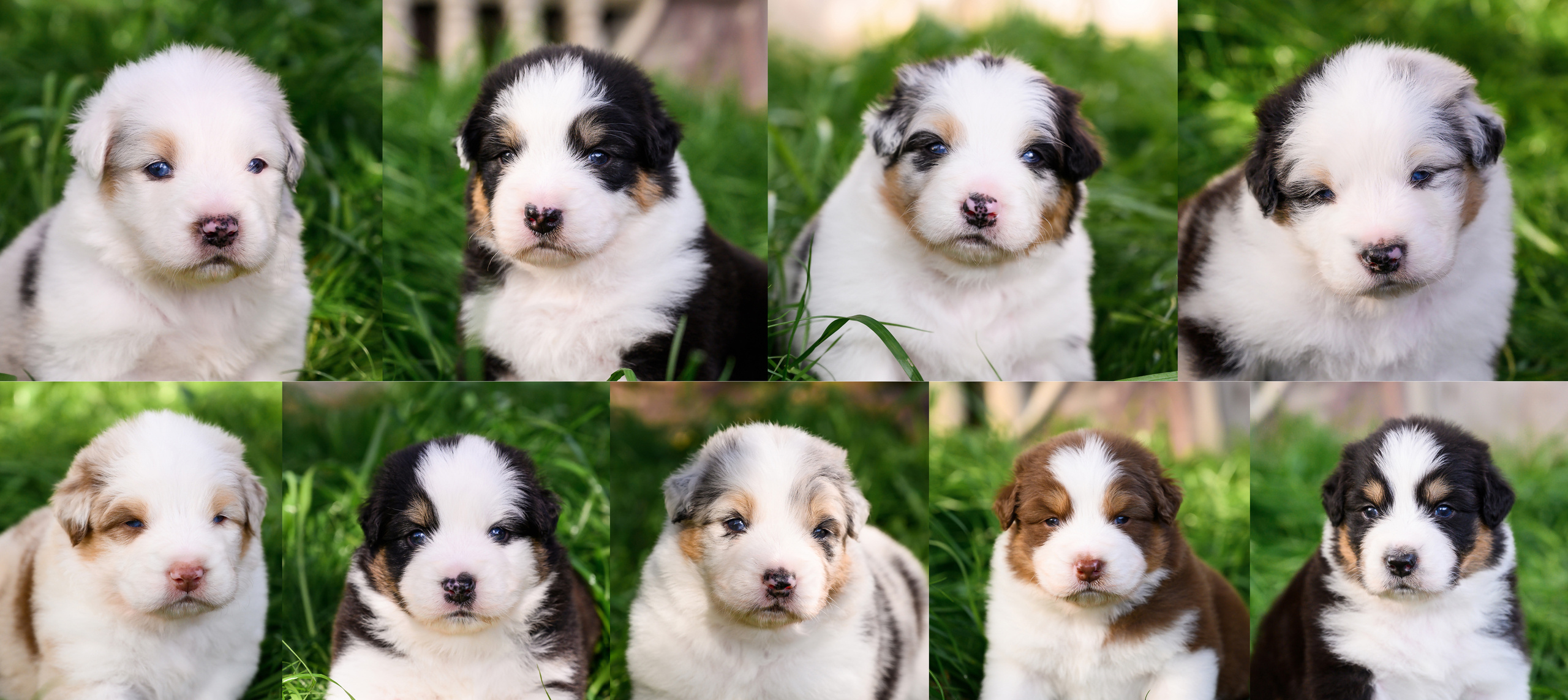 PAST LITTERS. APPLEDORE