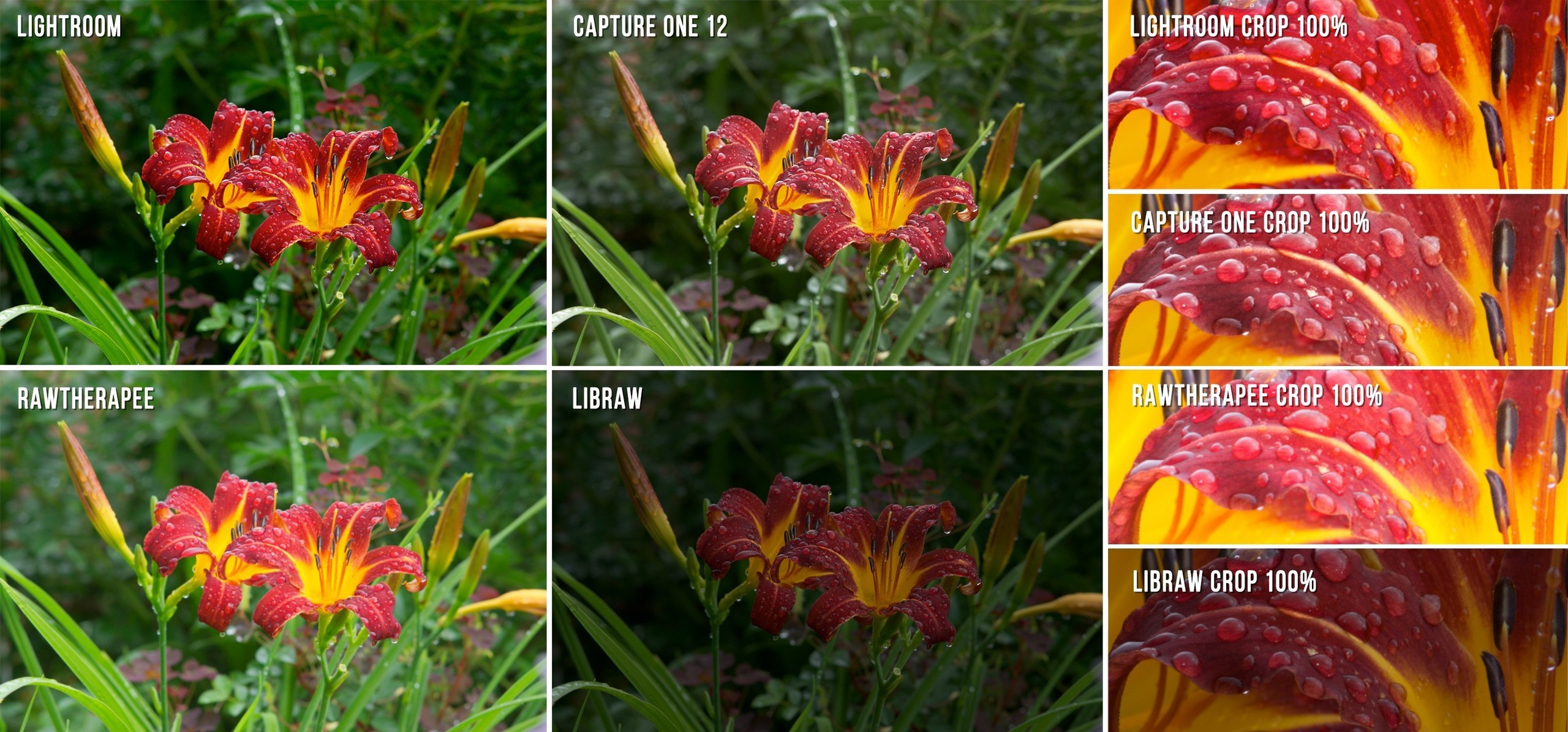 Сравнение RAW-проявщиков: Lightroom, Capture 1, RawTherapee, LibRaw. Фотограф Константин Шамин