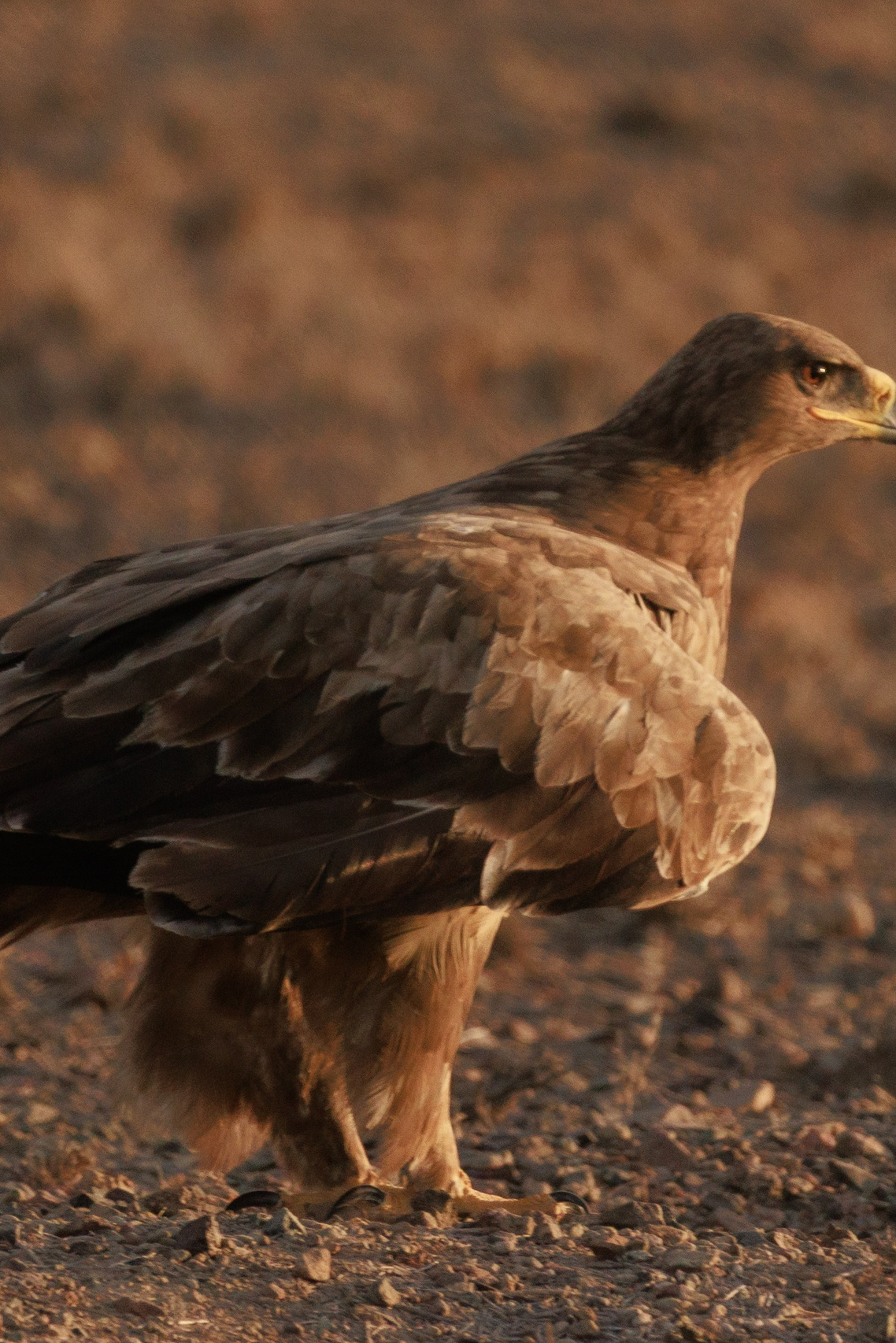 Культура и традиции казахского народа. Экскурсии и туры по Алматы