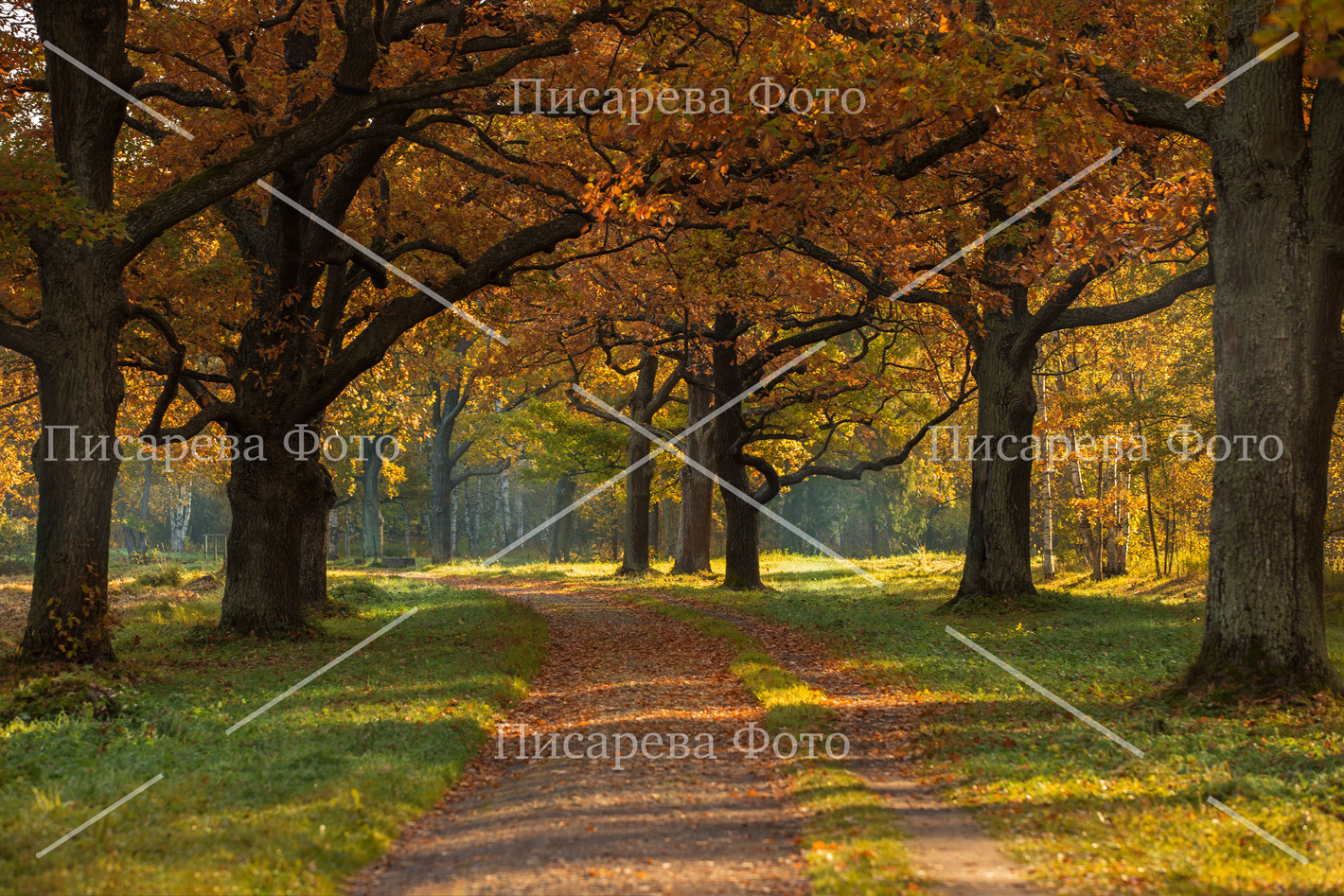 Осенняя дубрава