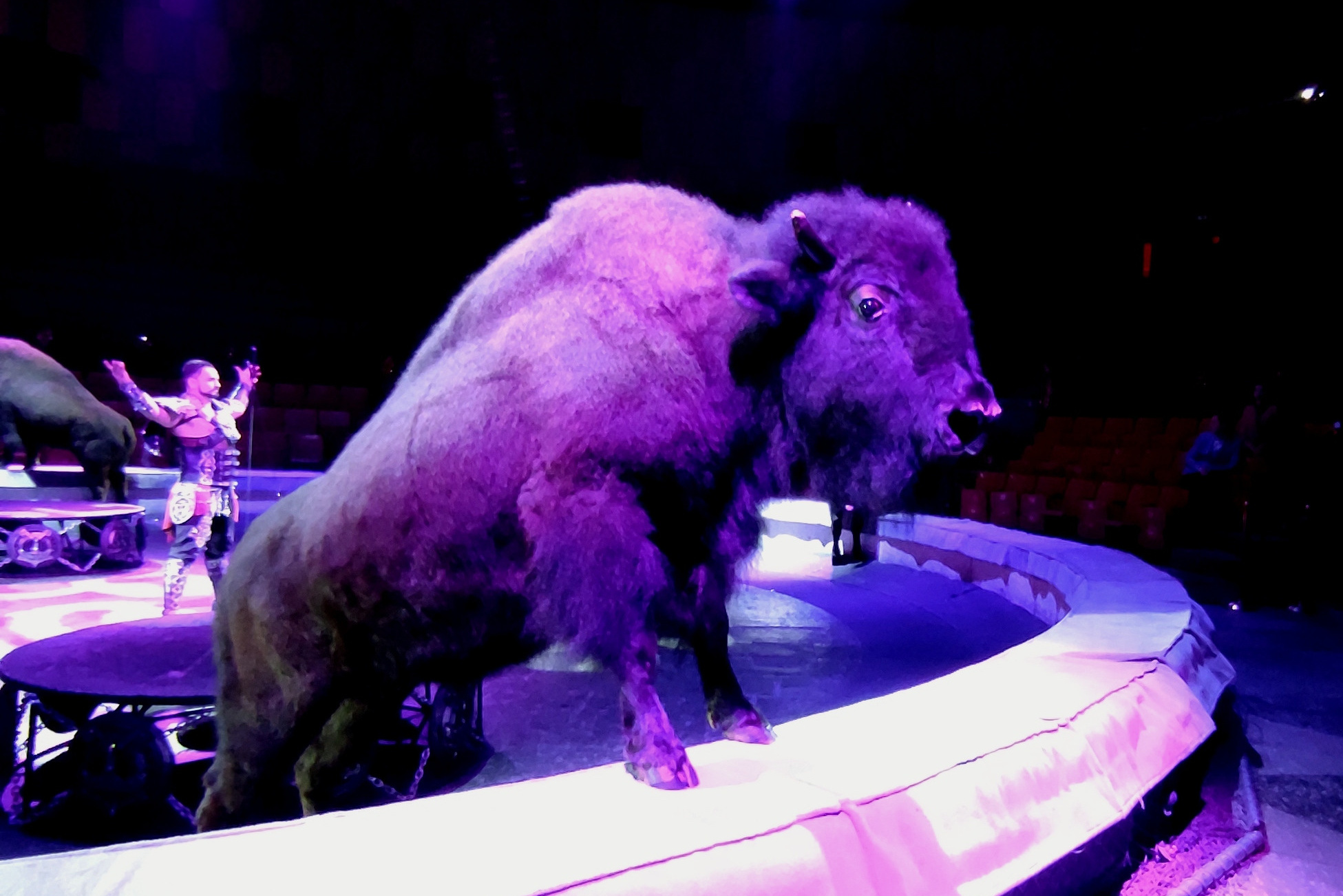 Цирк как новогодний подарок. Журнал о самом особенном. Пермь и Пермский край