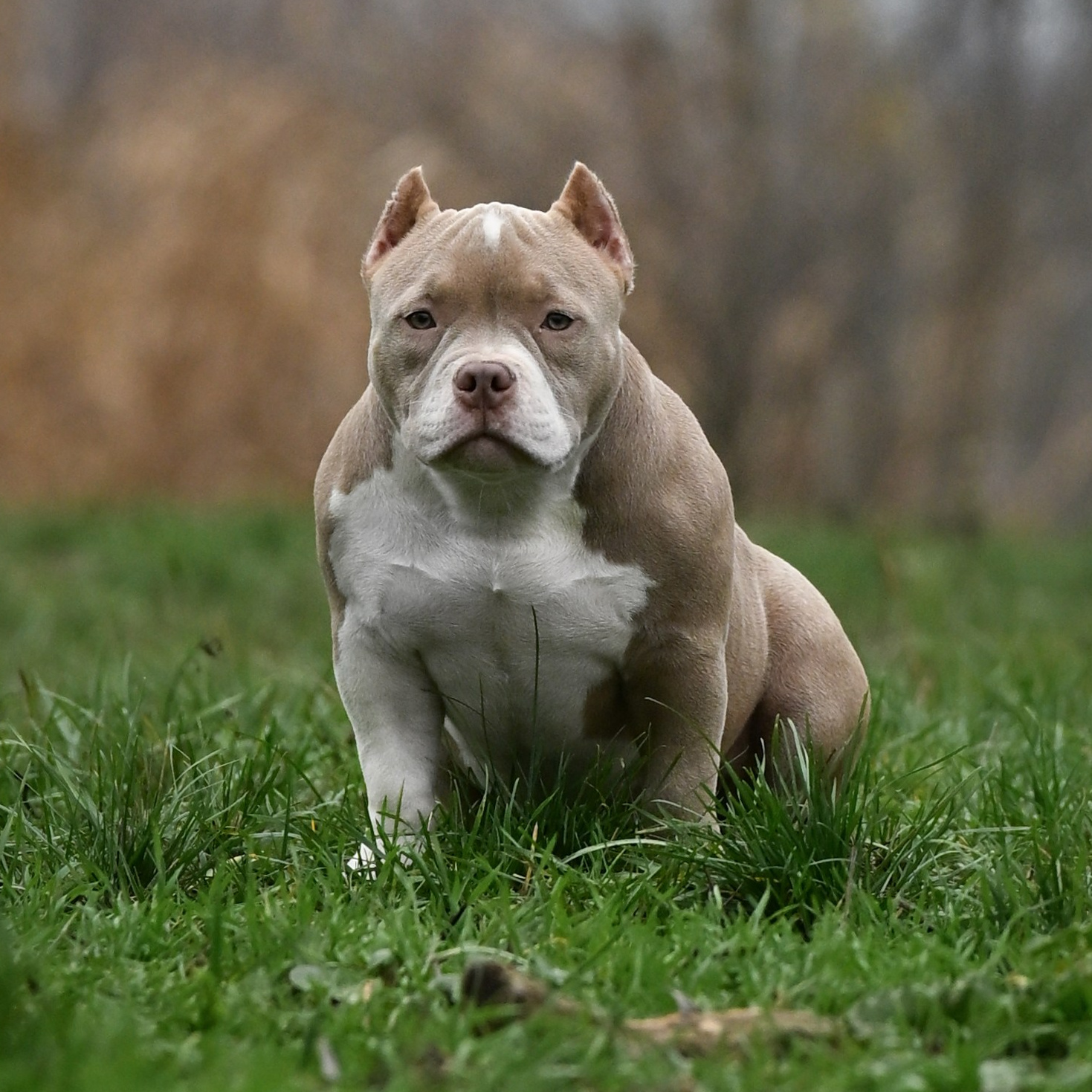 Познакомьтесь с нашими собаками. Американский Булли в г. Ростов-на-Дону. Питомник THE POWER OF SIBERIA