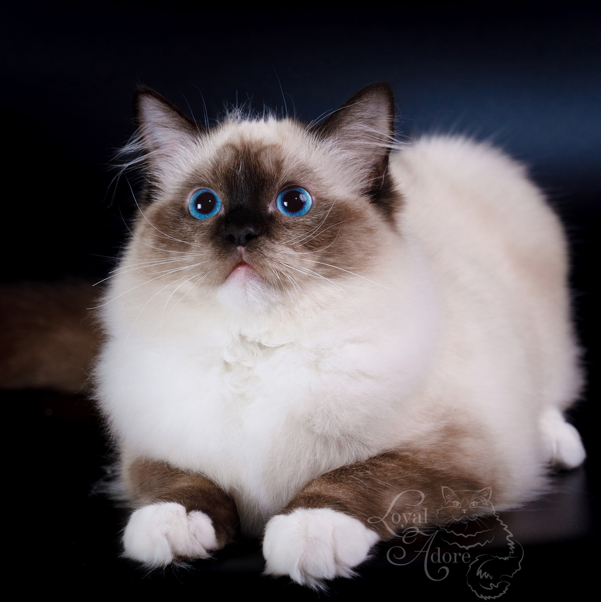 Котята рэгдолл от Loyal Adore. Питомник рэгдолл Loyal Adore