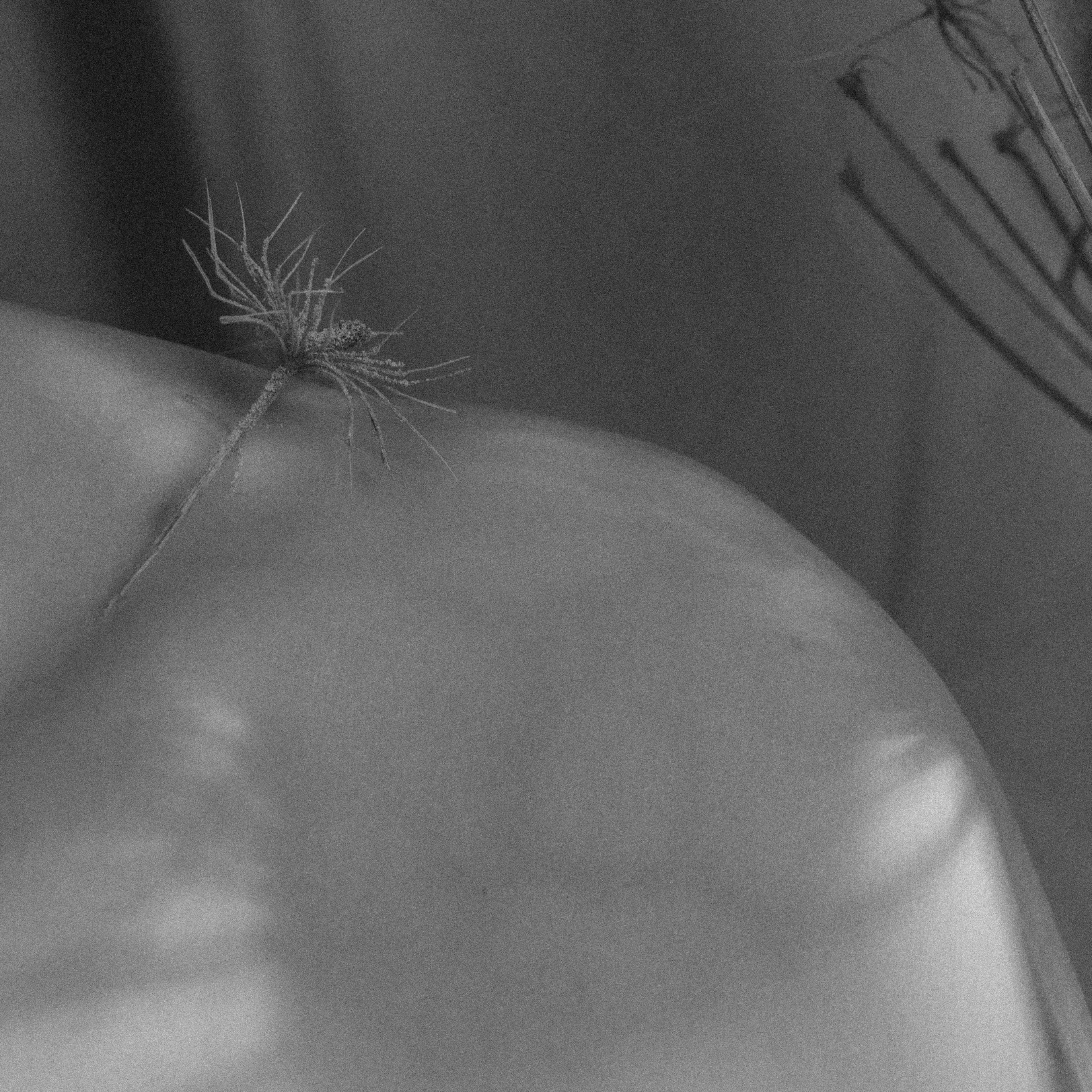 Виноградова Маргарита. Фотограф P r o Явления