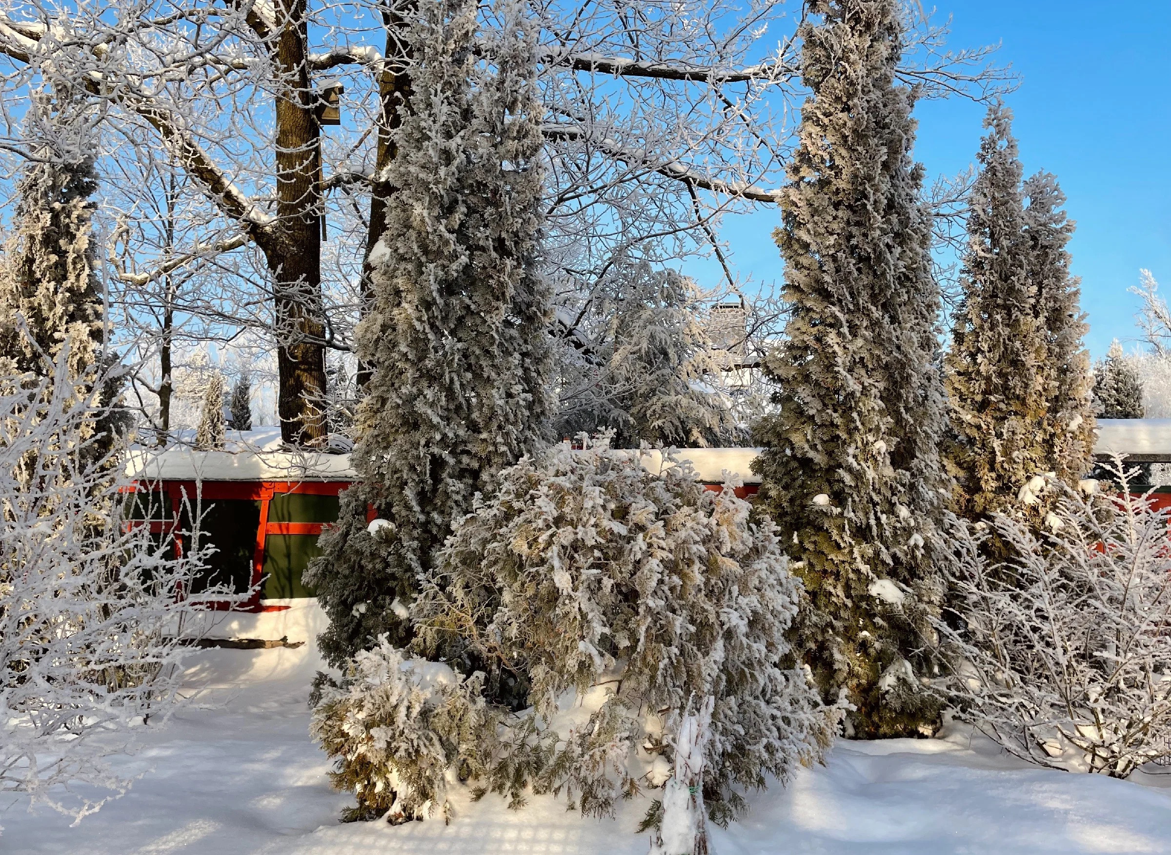 Снежная морозная фотопрогулка в преддверии Нового года. Проект «Фотокладовка»: блог уличной фотографии в формате street photo