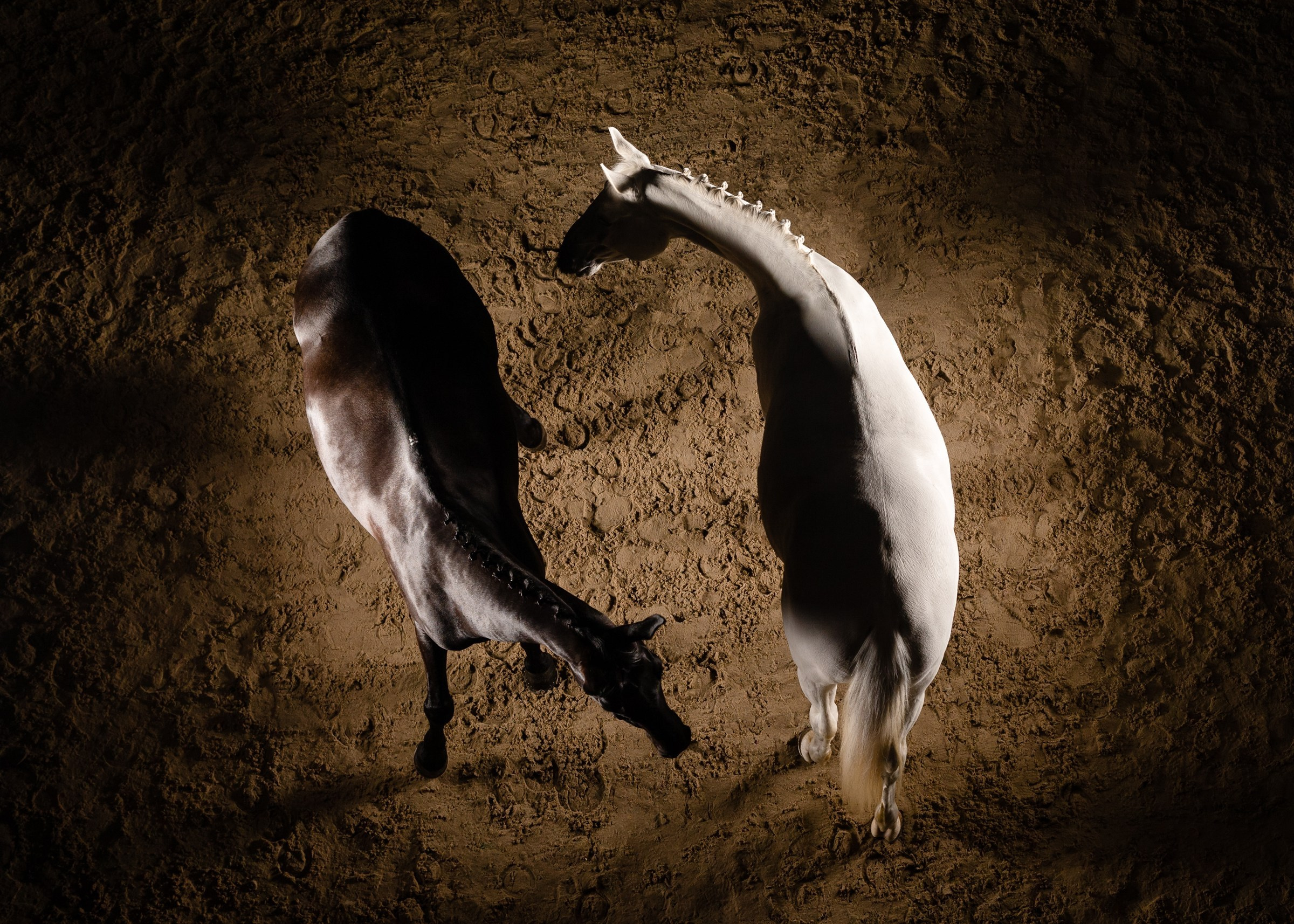 Между нами лошади