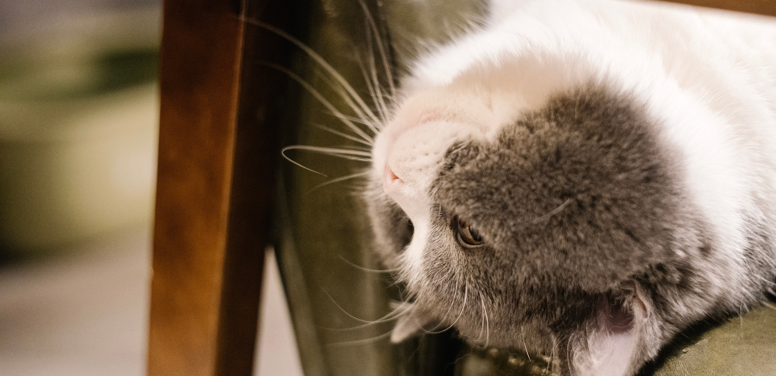 Park, tea and cats. Photographer in Guangzhou, China. Archibald Sonnenhaft