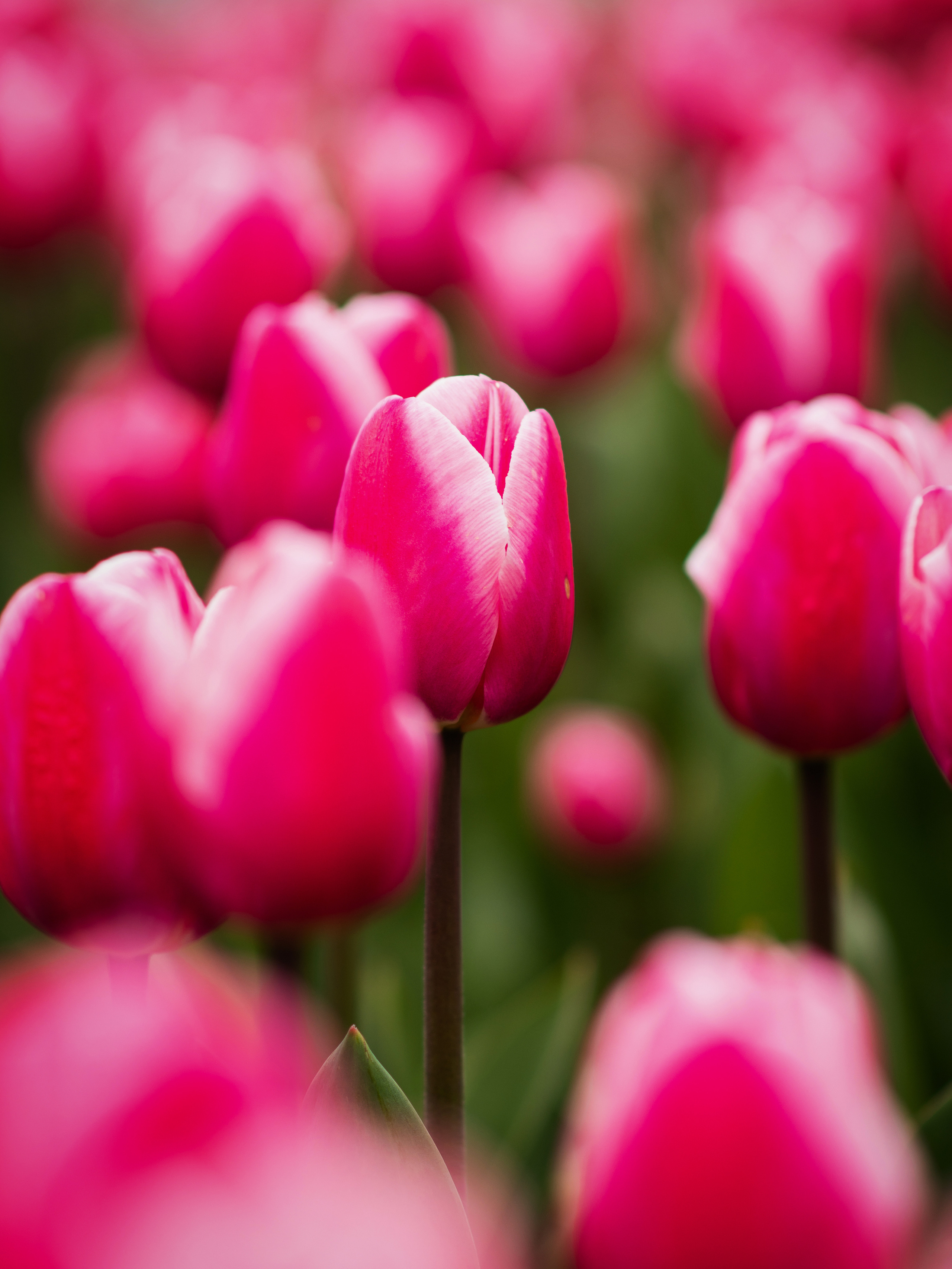 фотограф Севастополь, фотограф в Севастополе, фотопрогулка Севастополь, фотопрогулка в Севастополе, цветущий Севастополь, фотокартины Севастополь, тюльпаны, Приморский бульвар, Севастополь, отдых в Севастополе, куда пойти в Севастополе, отдых в Крыиу, Крым, куда поехать в Крыму