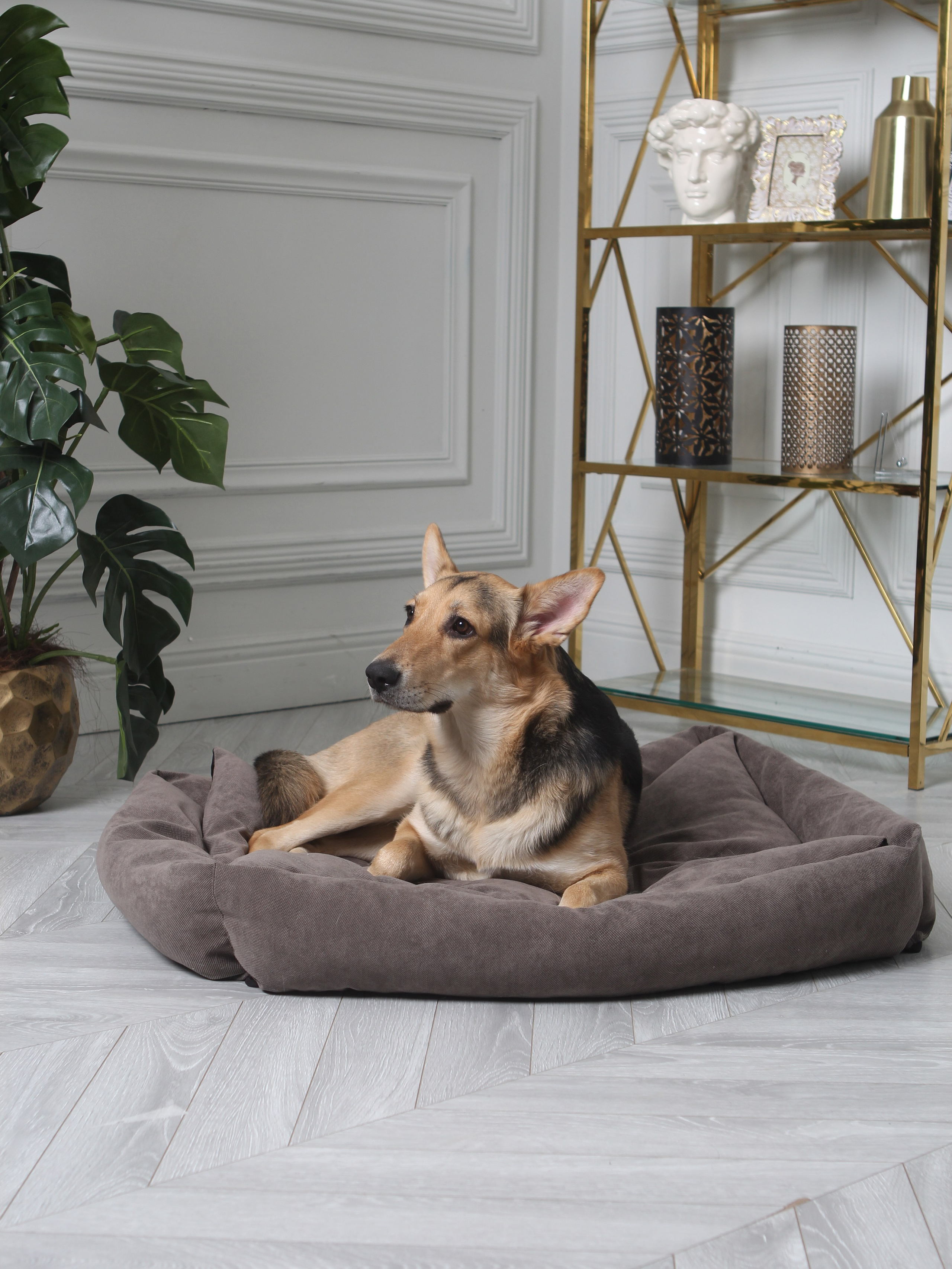 Товары для животных. INSPIRIA- Создание продающего контента для маркетплейсов в Москве и Московской области