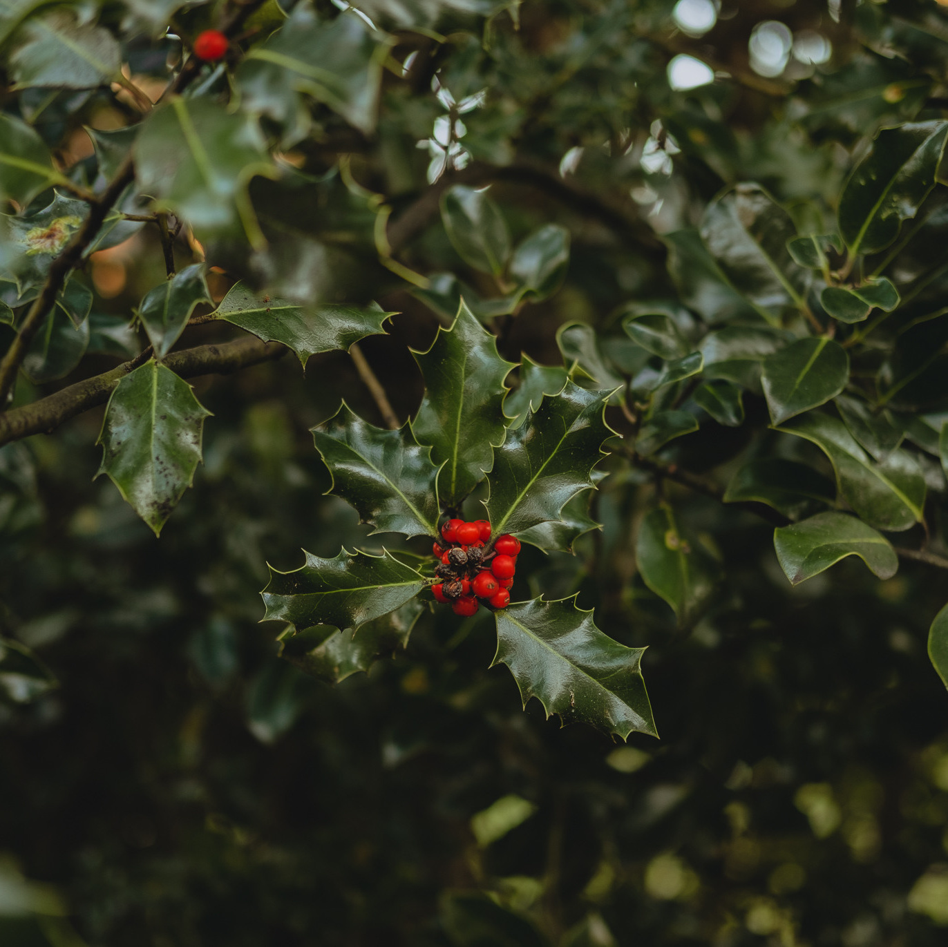 Чужестранка в Шотландии. Фотограф Маргарита Милева