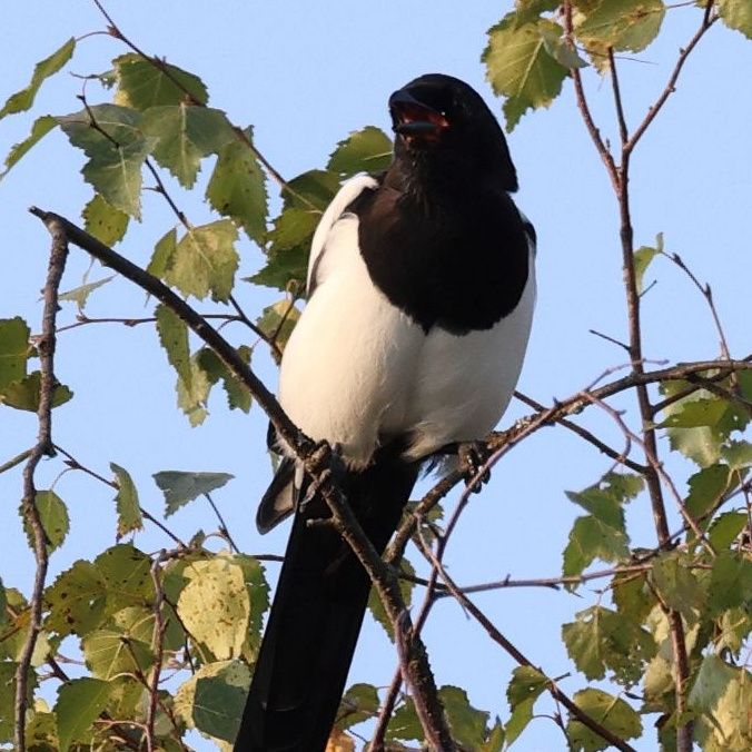 Утренний лес