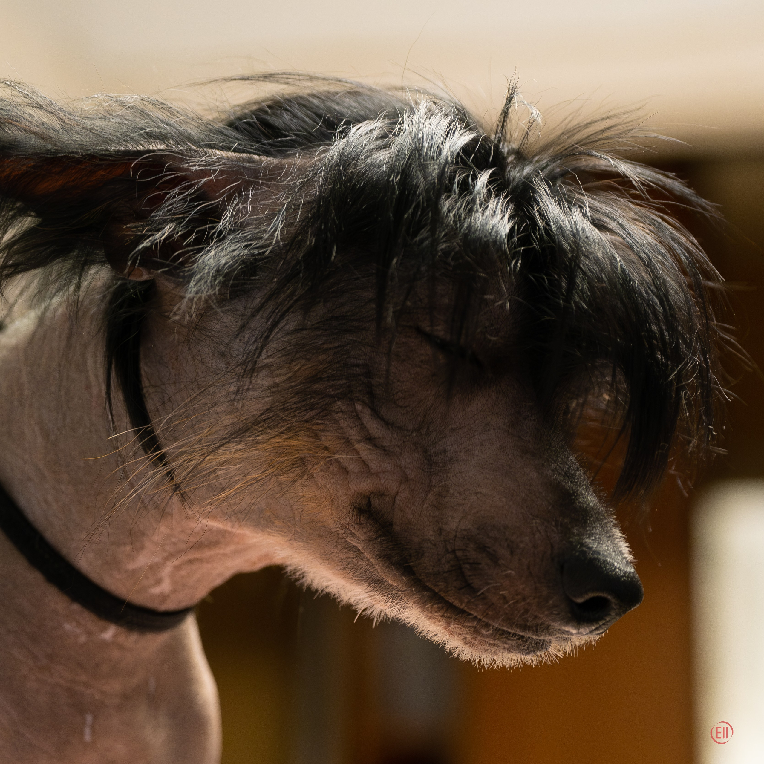 Vic went to live in Dubai!. Poale Ell Chinese Crested Dog Kennel: Buy a puppy from the kennel