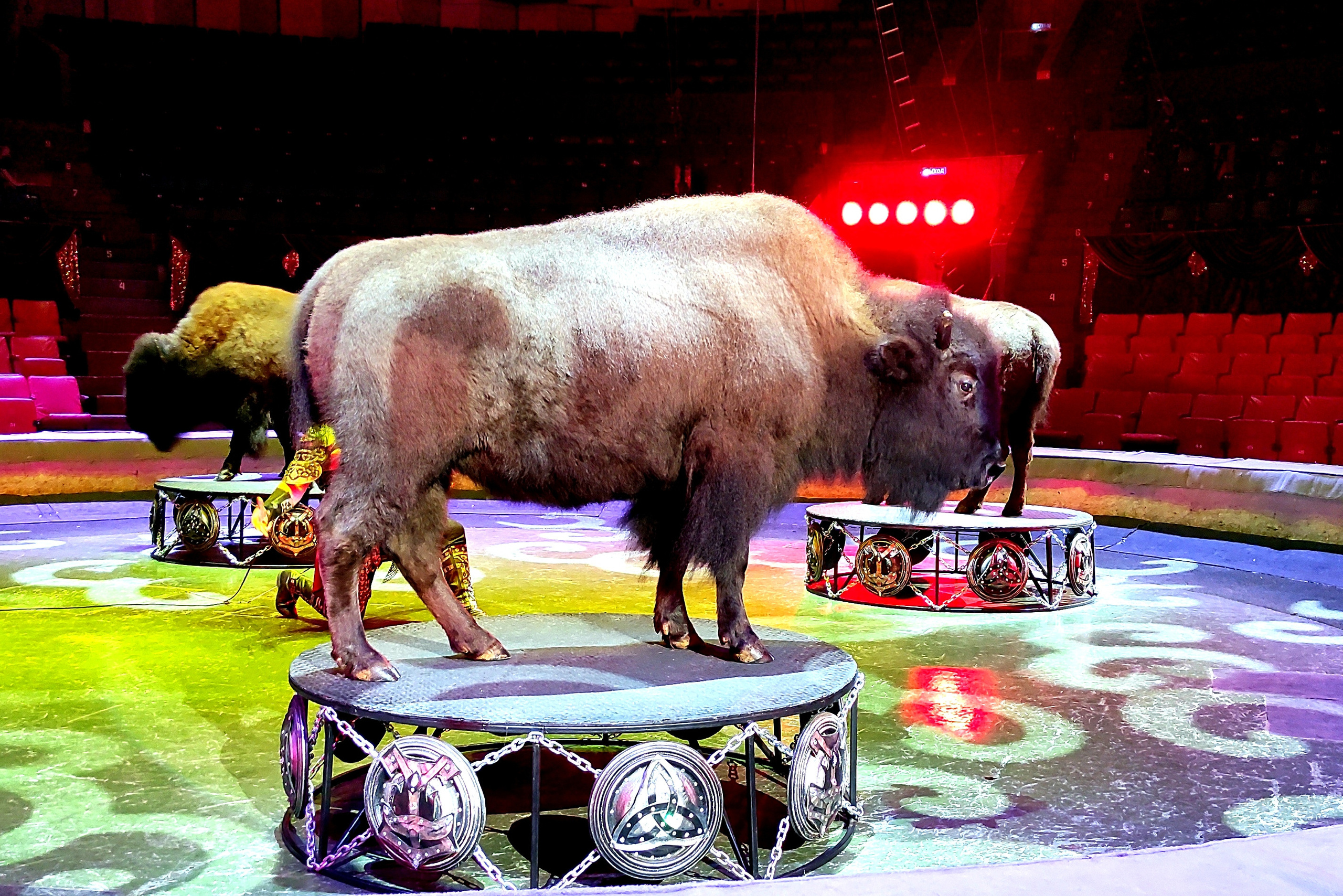 Цирк как новогодний подарок. Журнал о самом особенном. Пермь и Пермский край