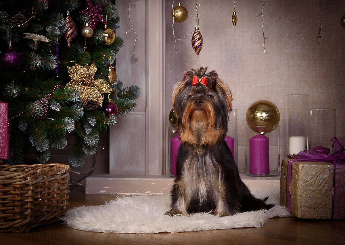 МАЙ СИЛЬВЕР ФРЕНД СЭЛФИ. Питомник Йоркширских терьеров Дэнстайл в Санкт-Петербурге заводчик Тих