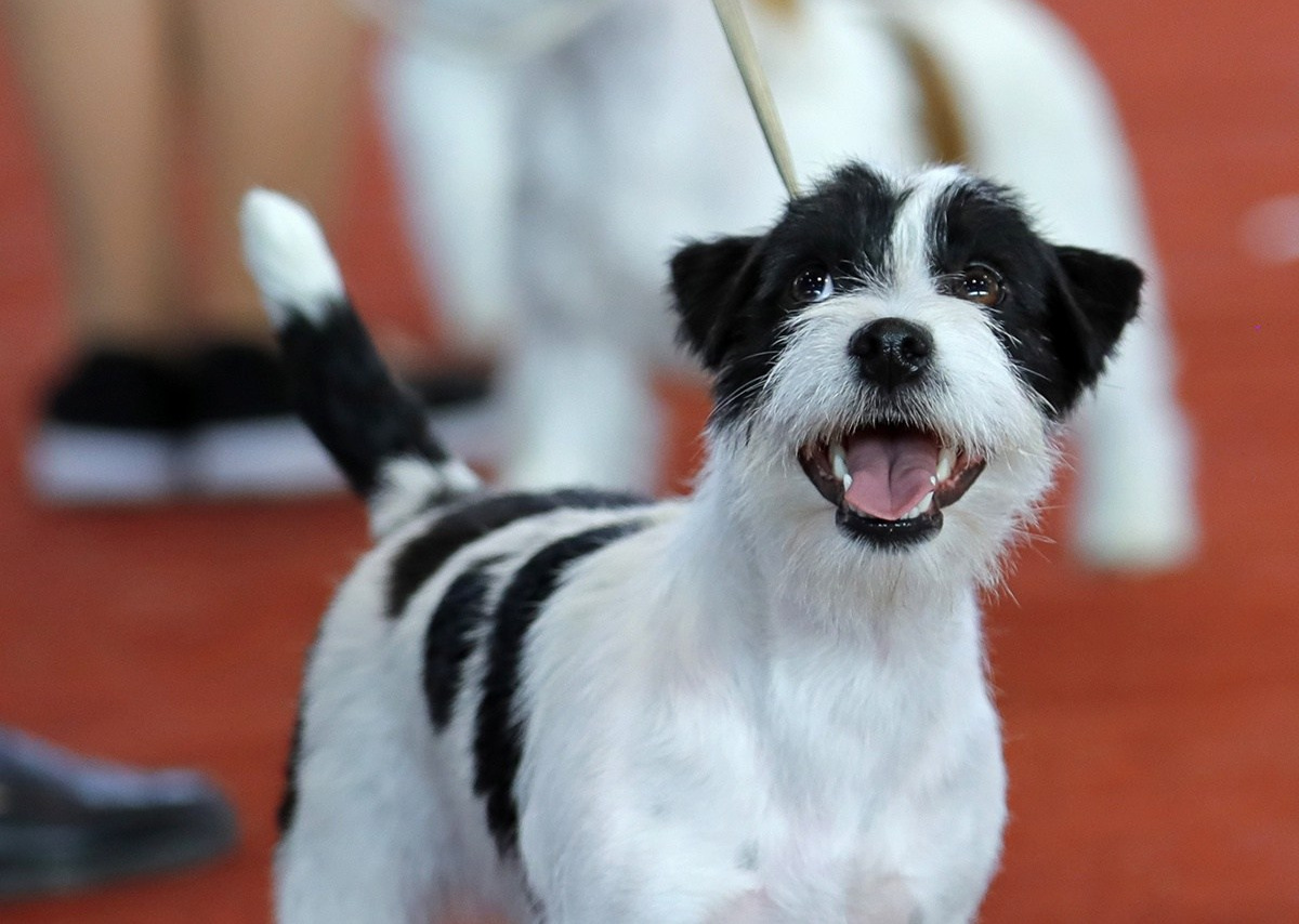 Port Fortis Polka Dot