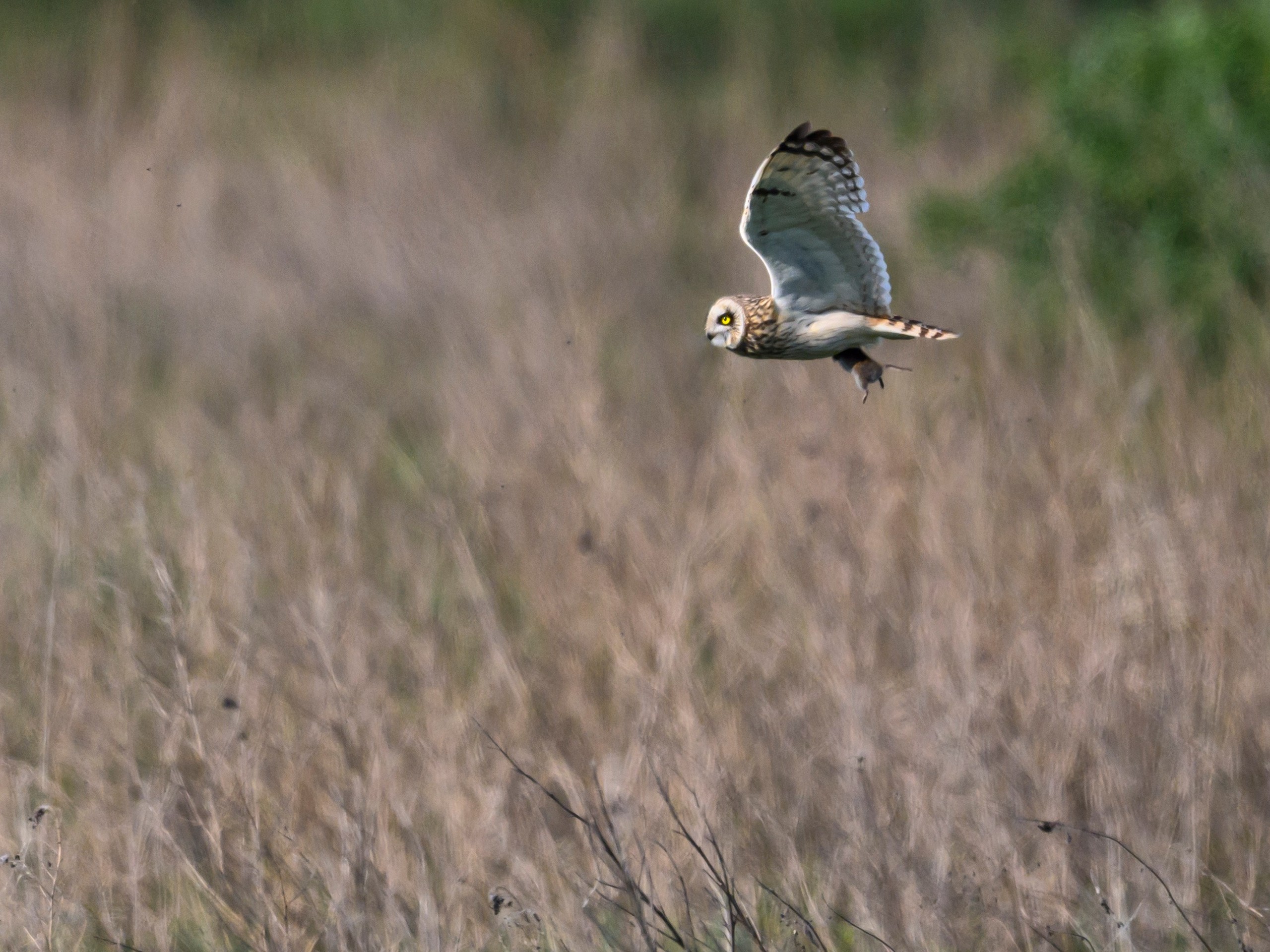 Совы и трясогузки. Фотограф Сергей Пупонин
